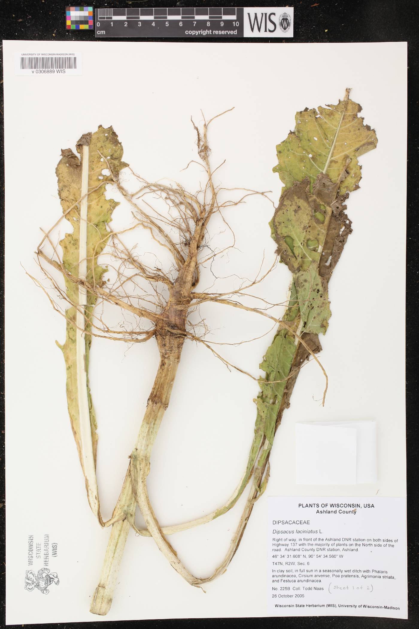 Dipsacus laciniatus image