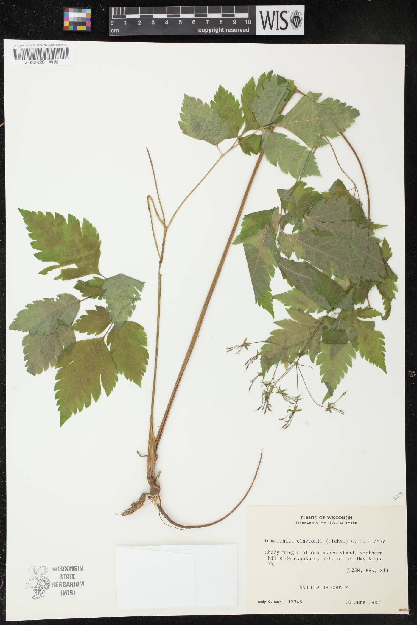 Osmorhiza claytonii image