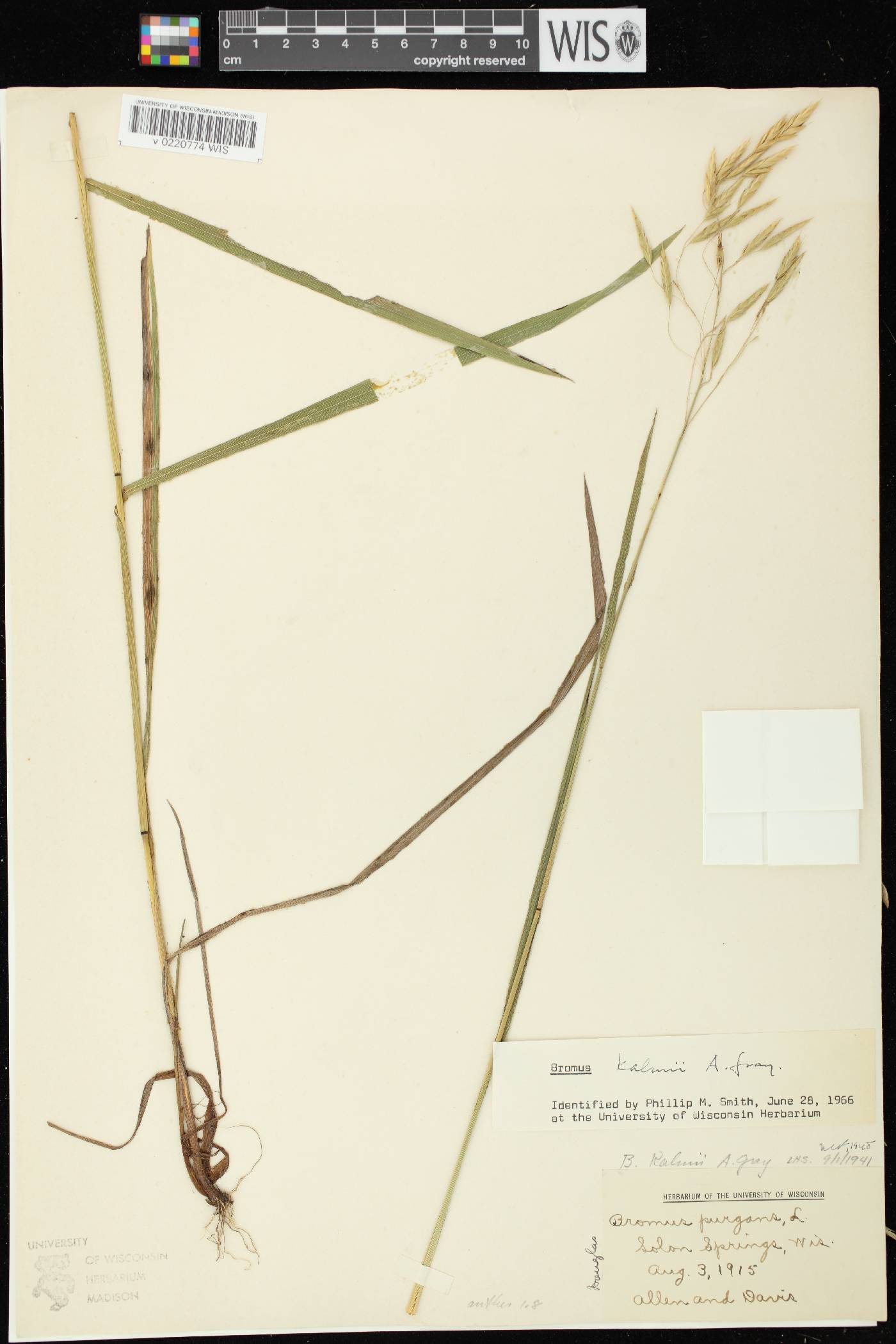 Bromus kalmii image