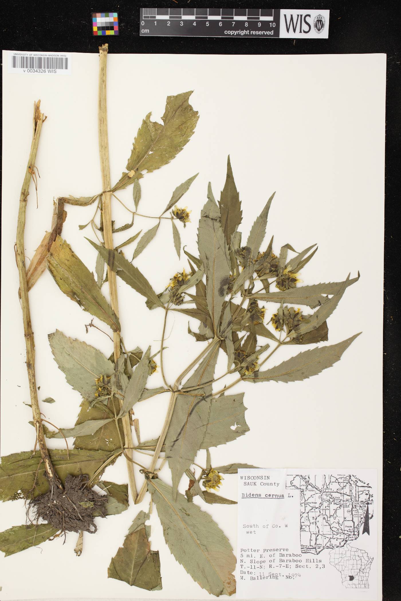 Bidens cernua image