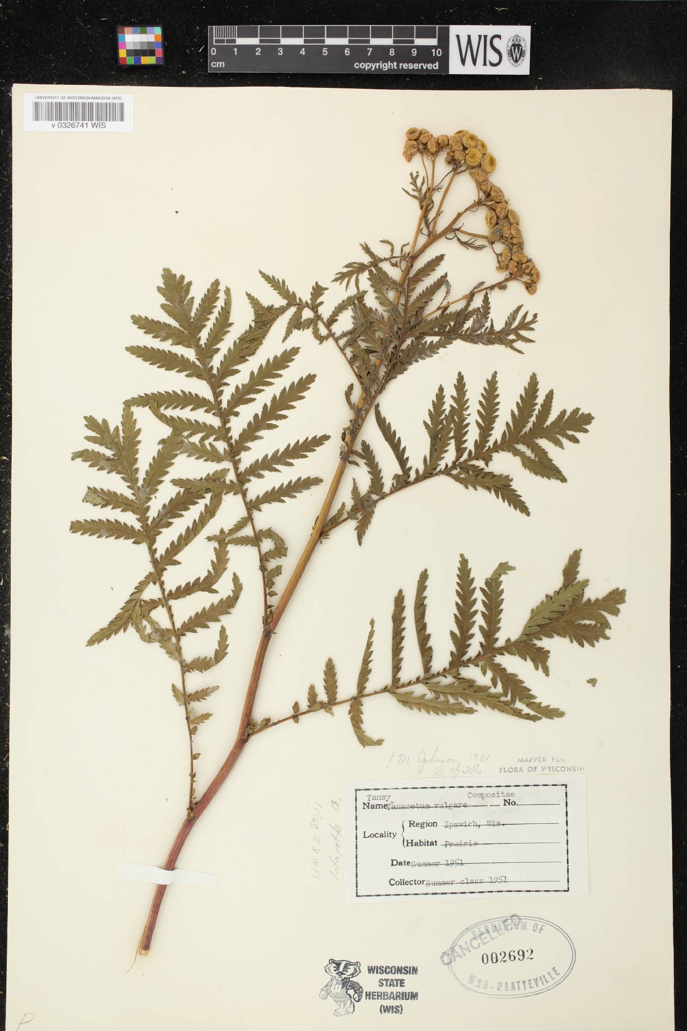 Tanacetum vulgare image