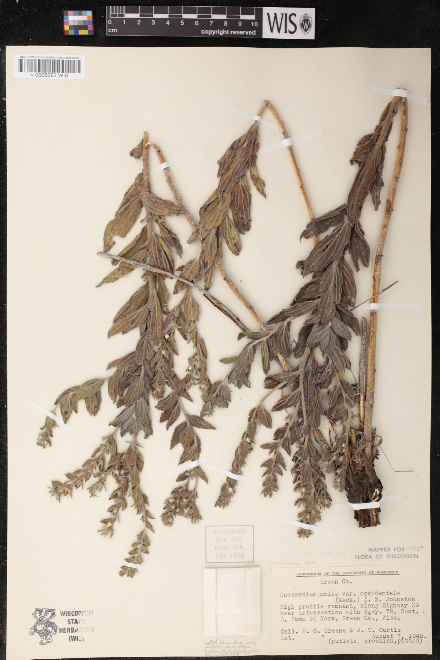 Lithospermum occidentale image