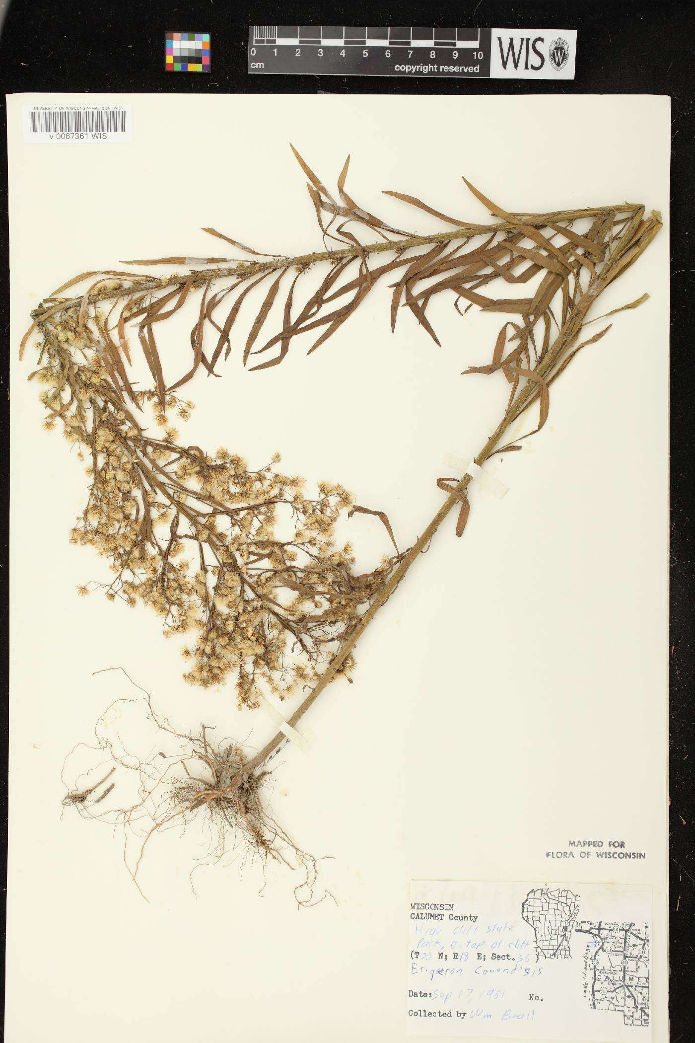 Conyza canadensis image