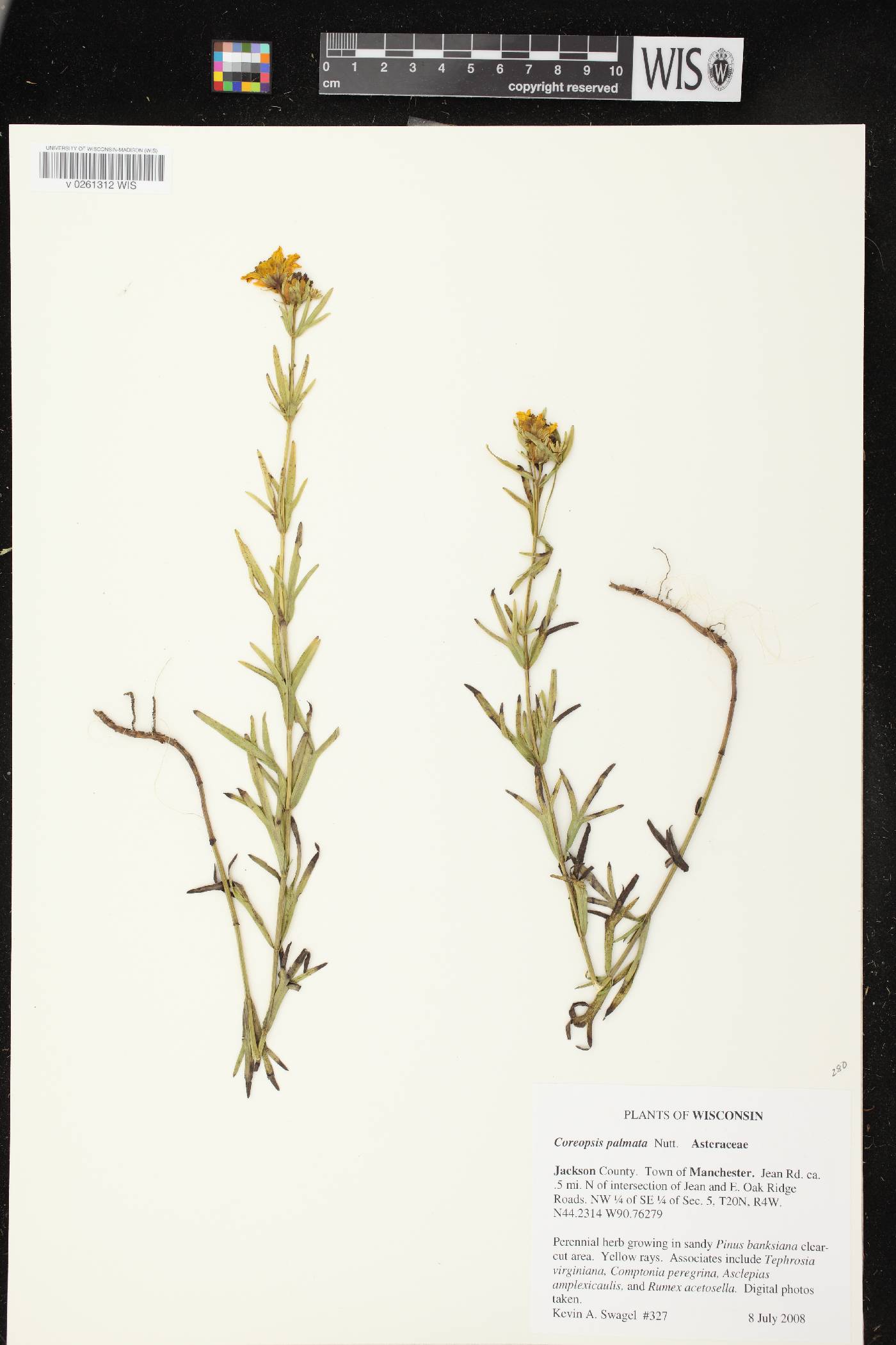 Coreopsis palmata image