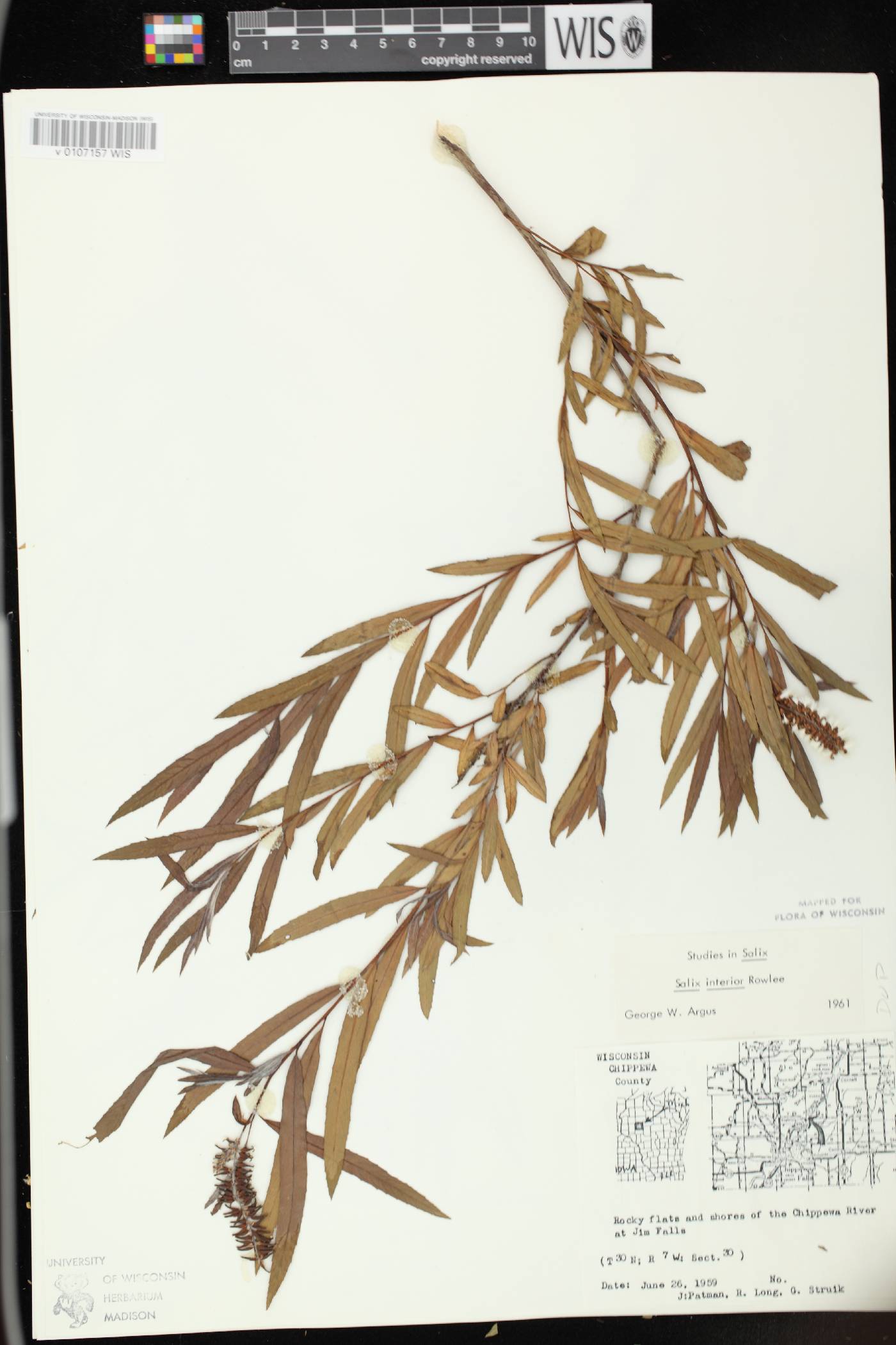 Salix interior image