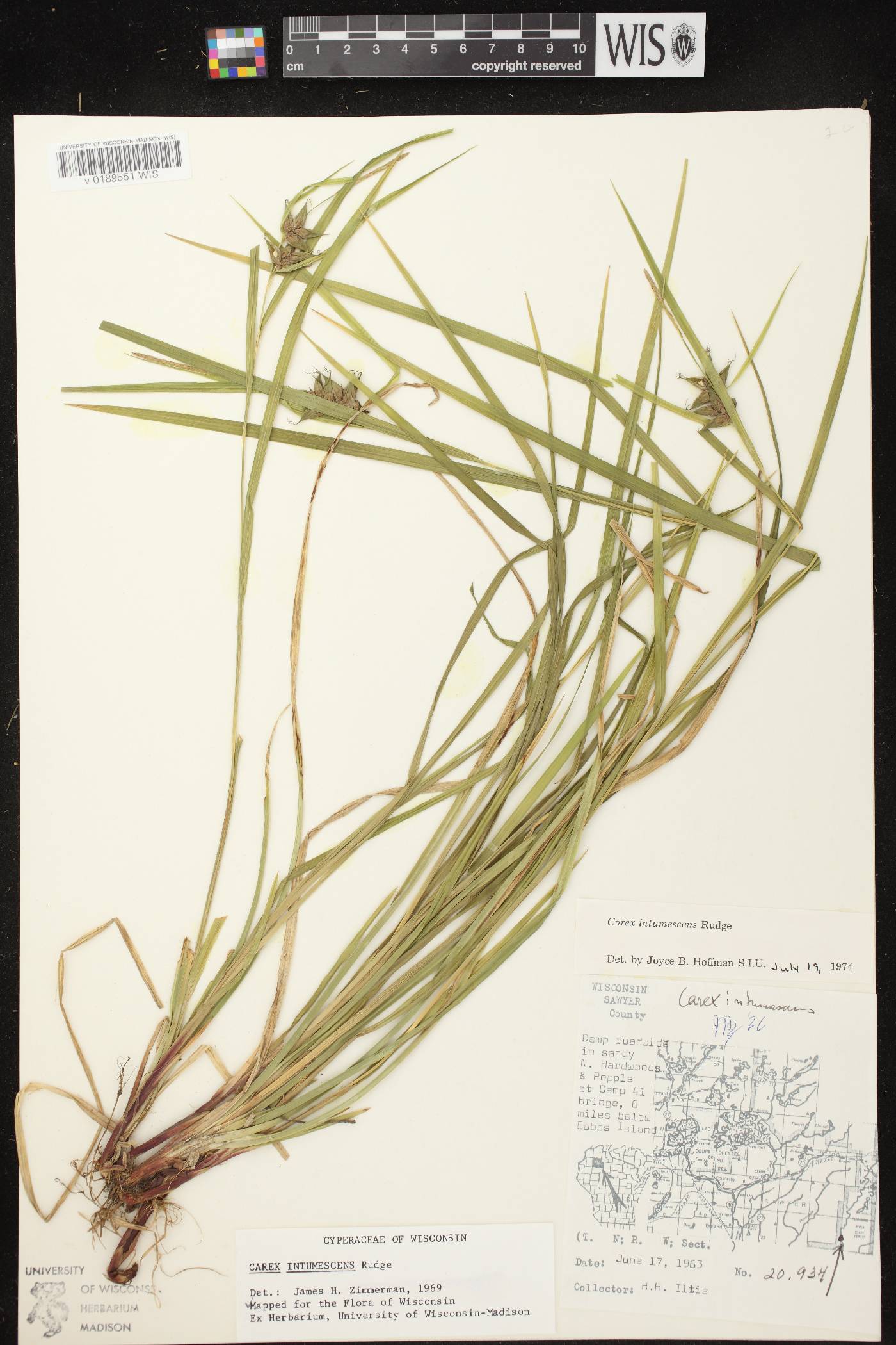 Carex intumescens image