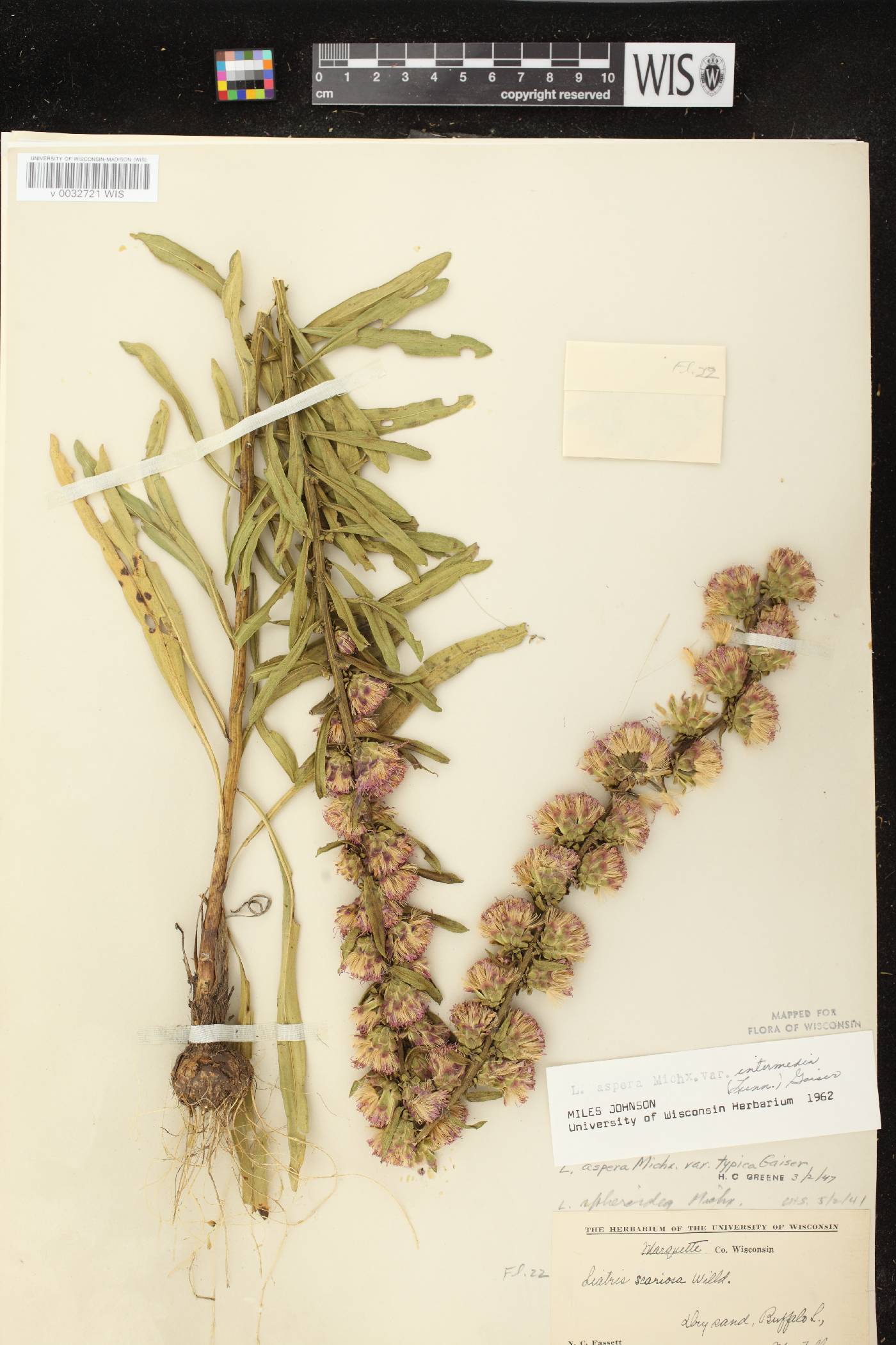 Liatris aspera image