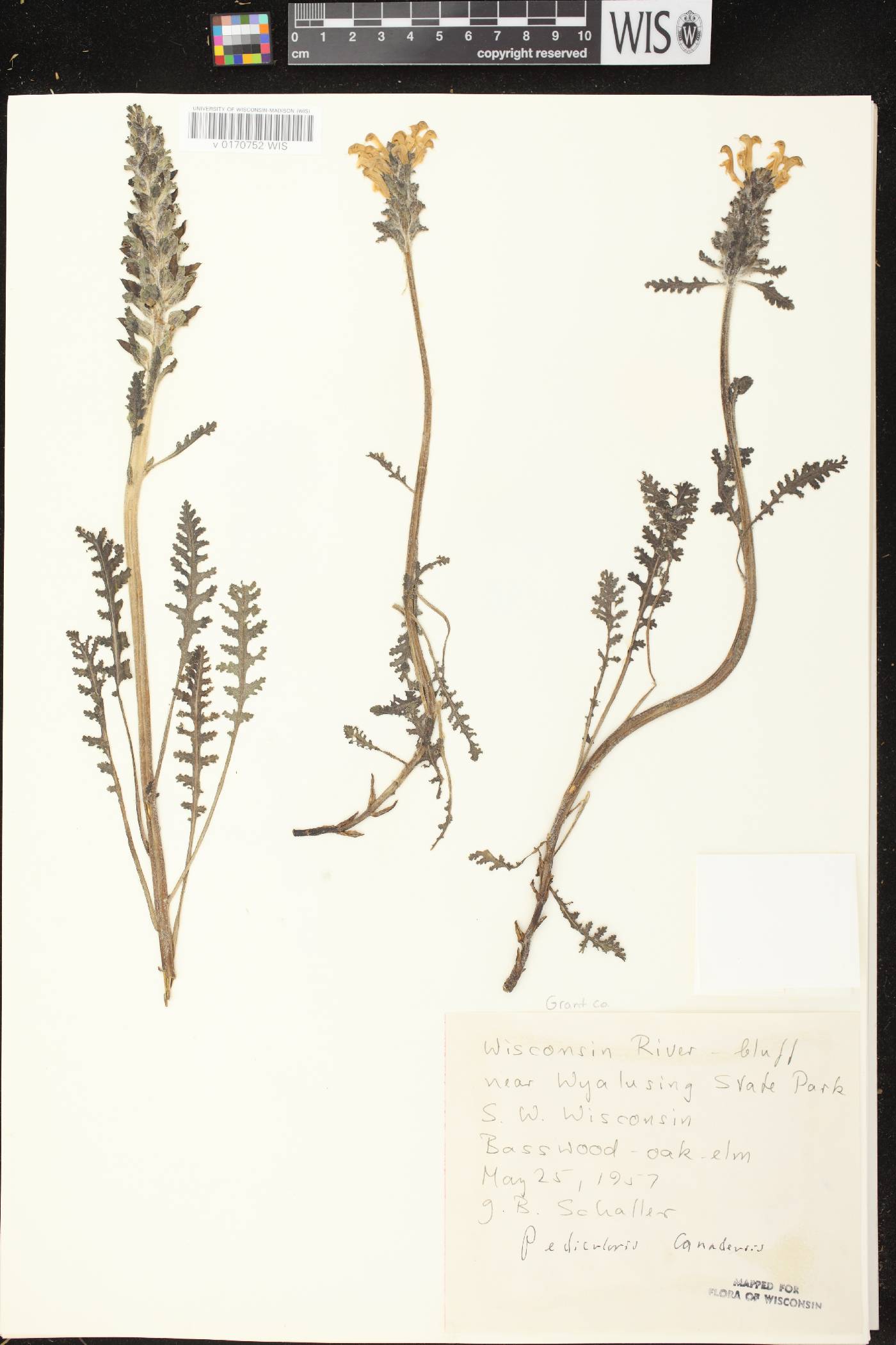 Pedicularis canadensis subsp. canadensis image