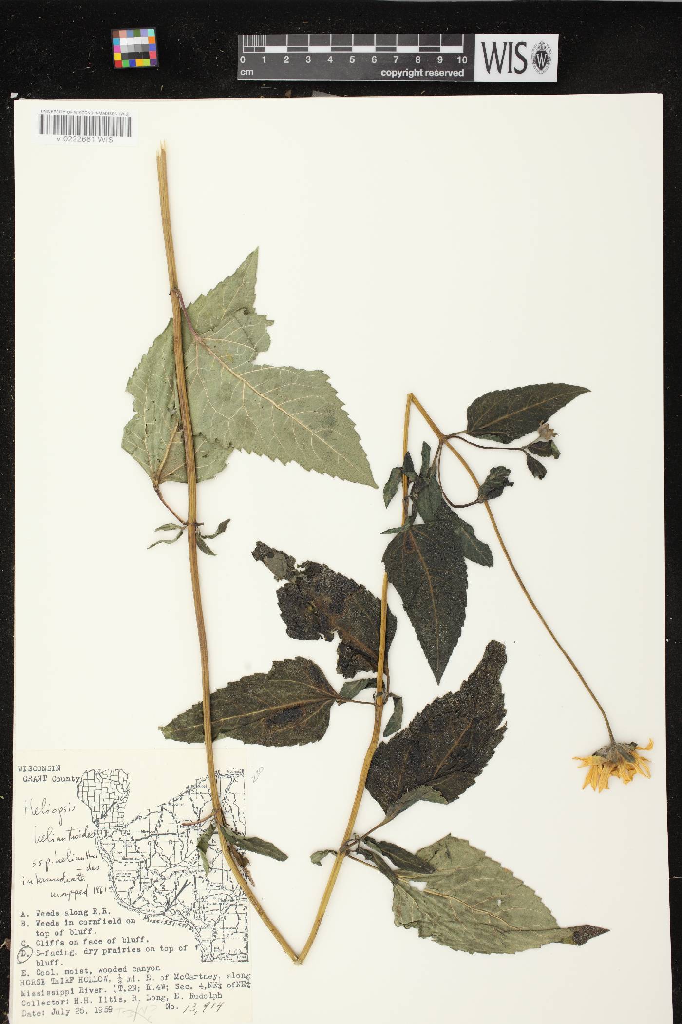 Heliopsis helianthoides image