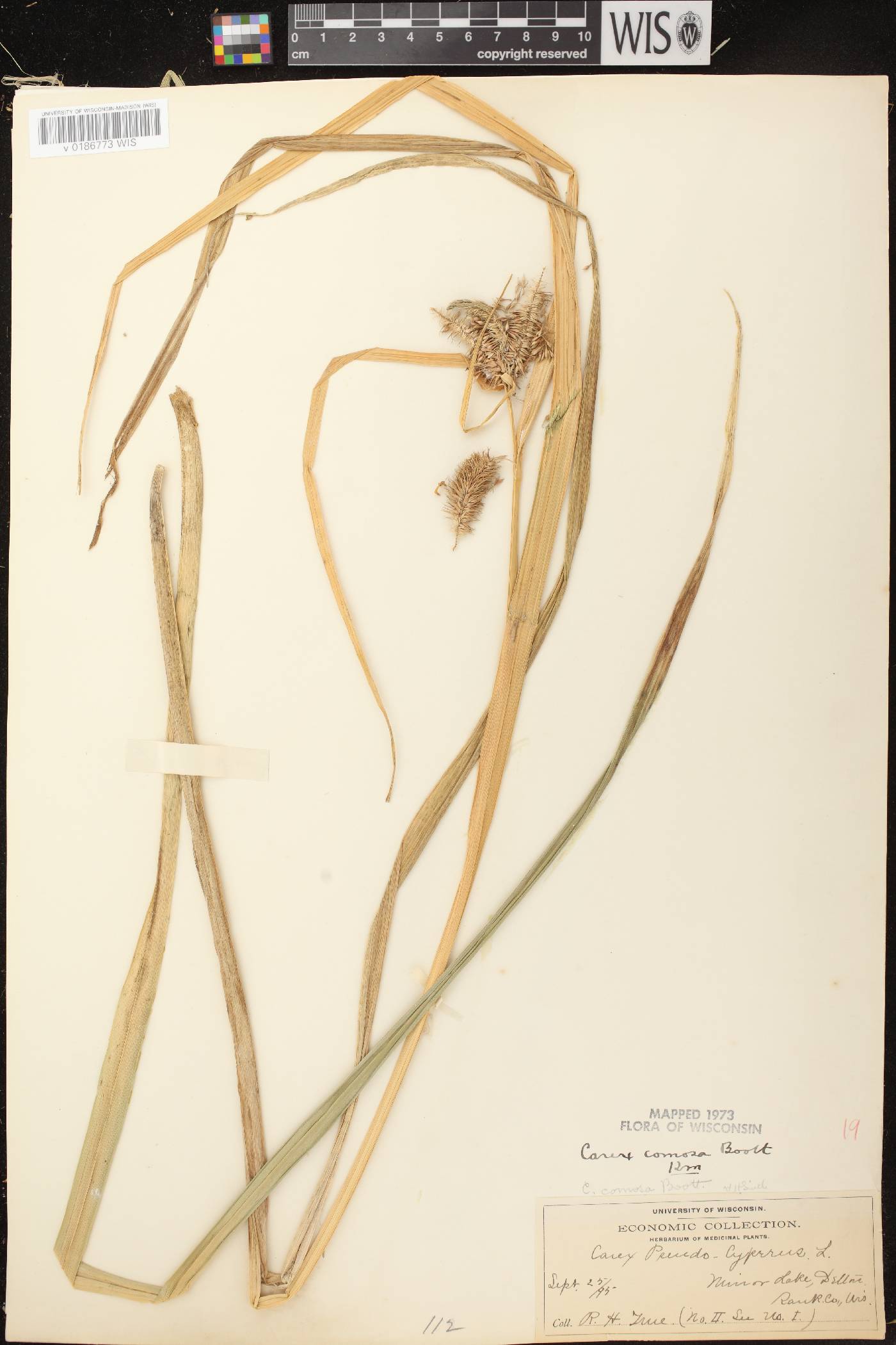 Carex comosa image
