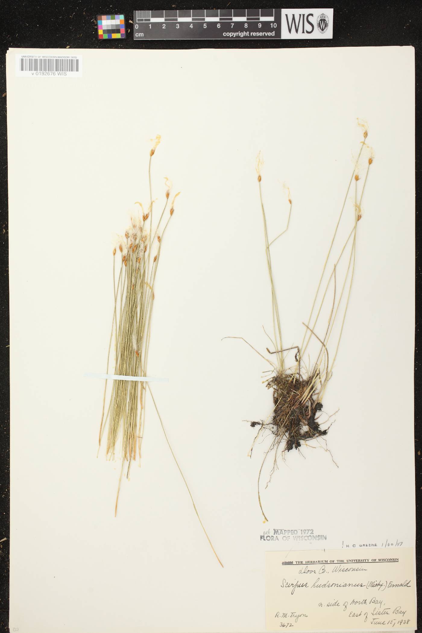 Trichophorum alpinum image