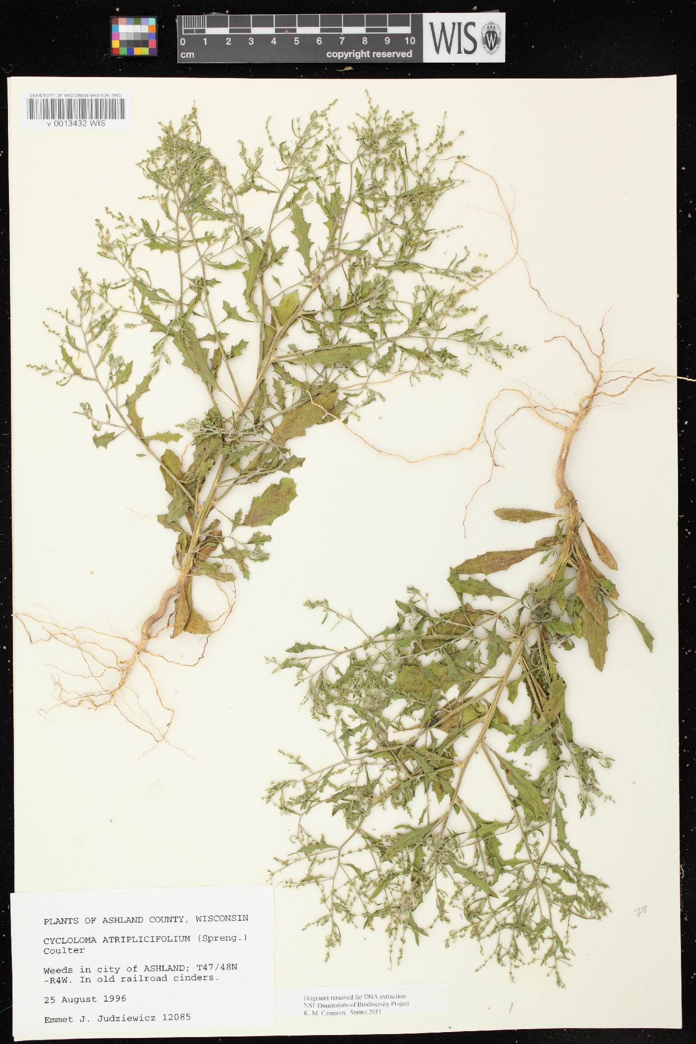 Cycloloma atriplicifolium image