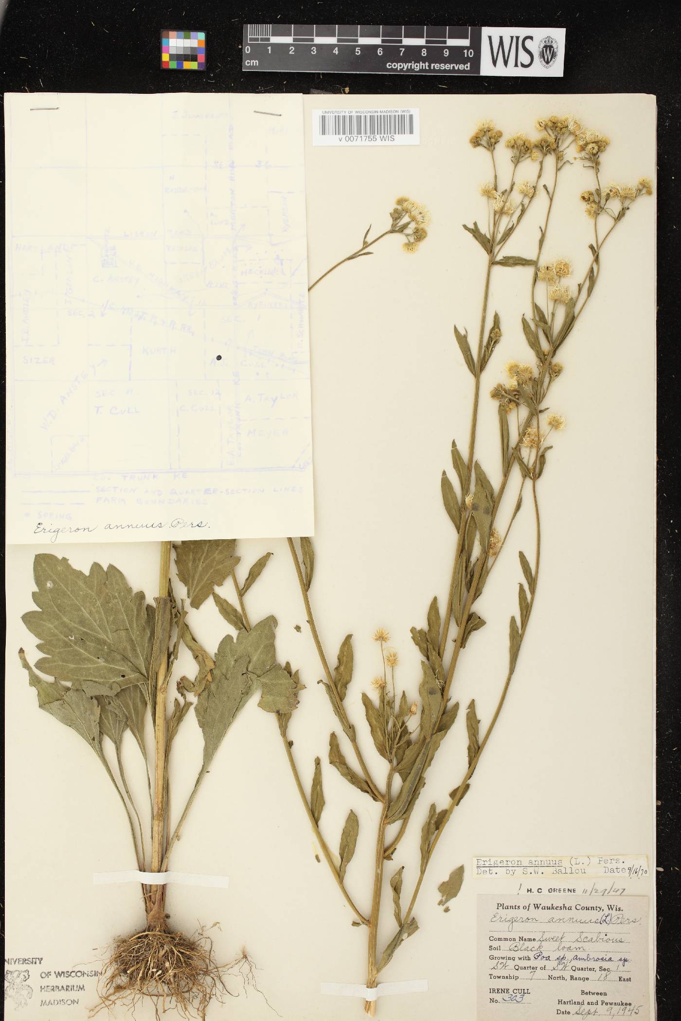 Erigeron annuus image