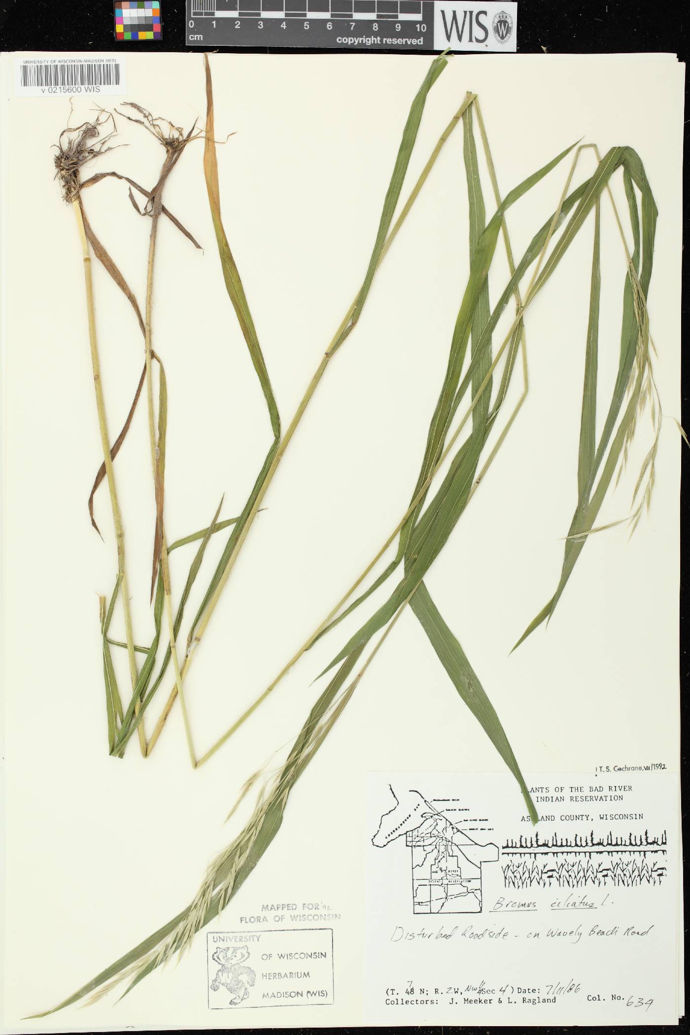 Bromus ciliatus image