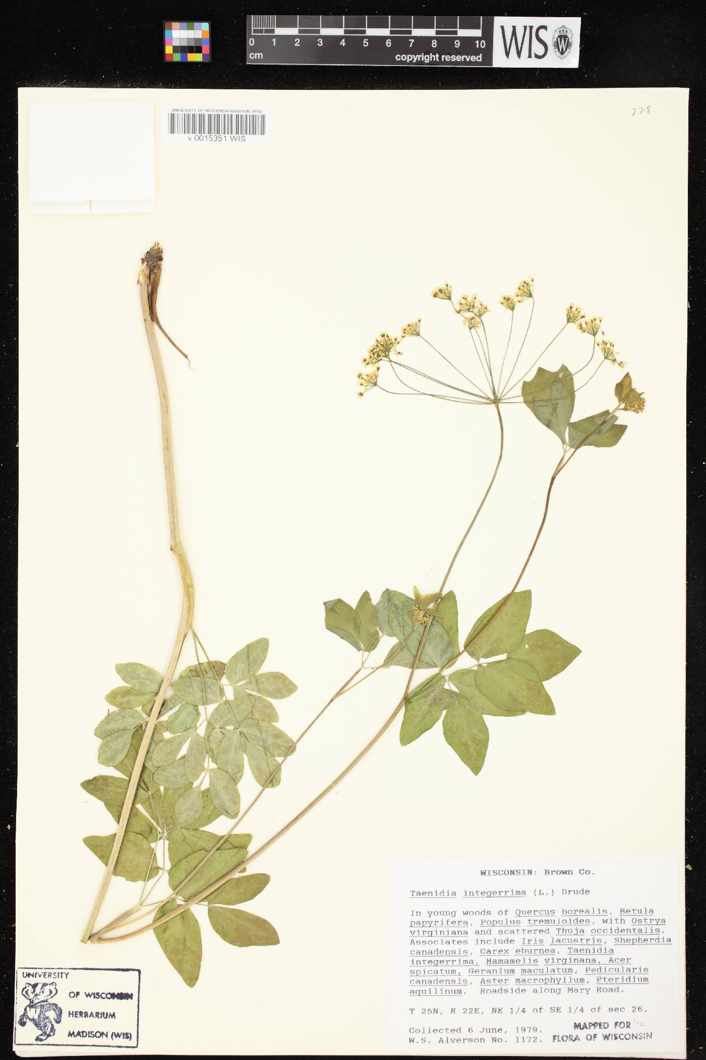Taenidia integerrima image