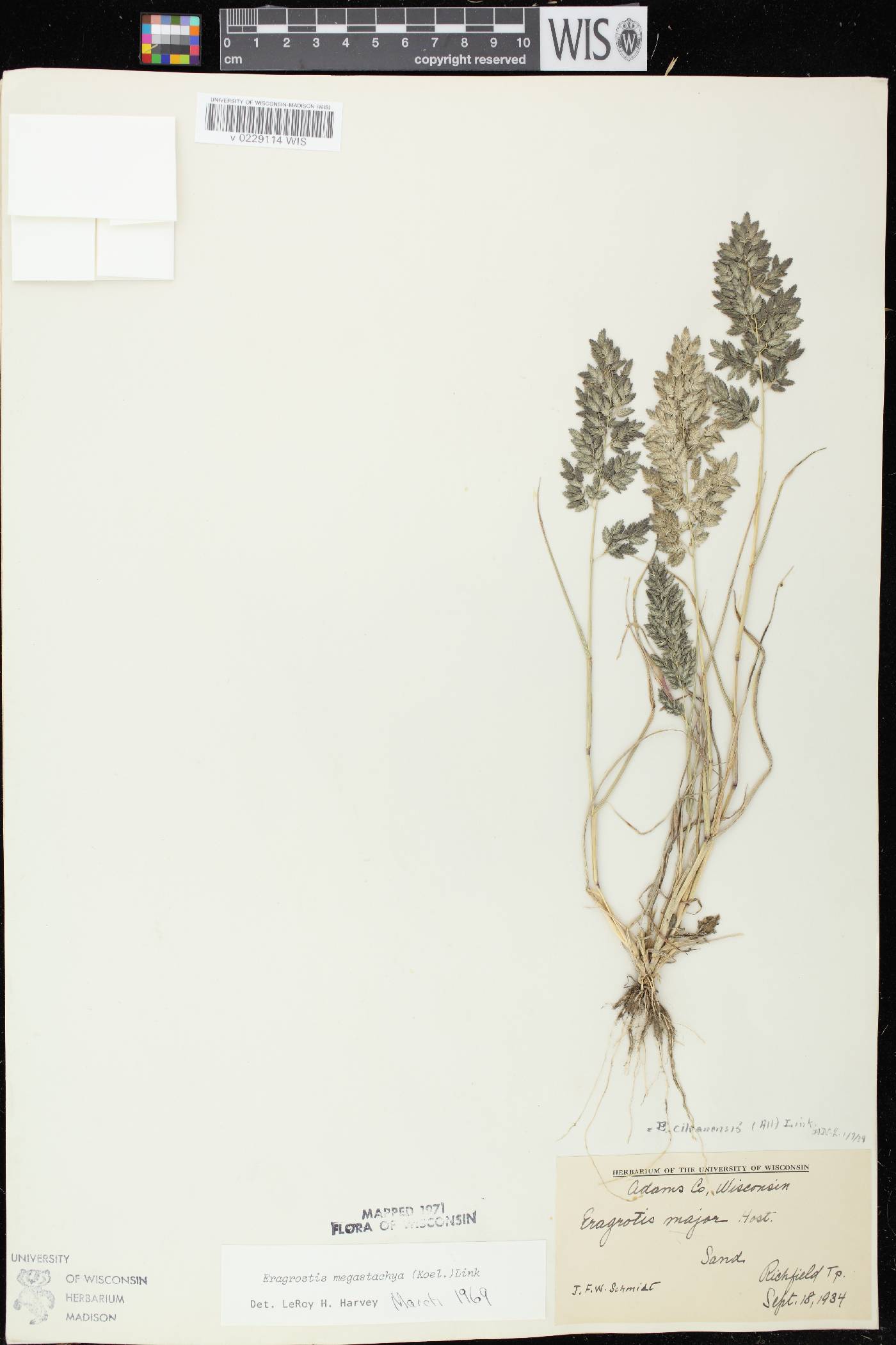 Eragrostis cilianensis image