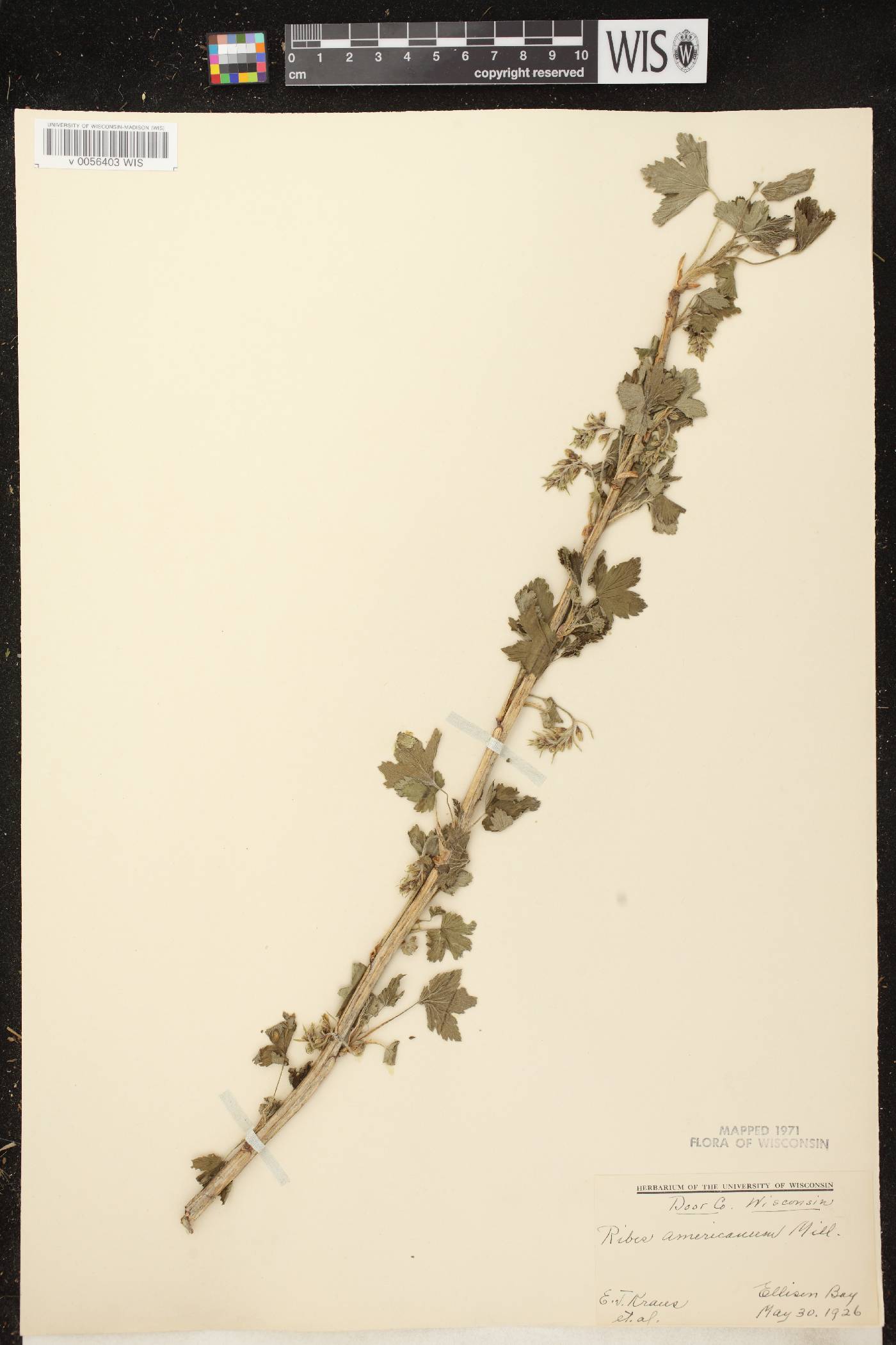 Ribes americanum image
