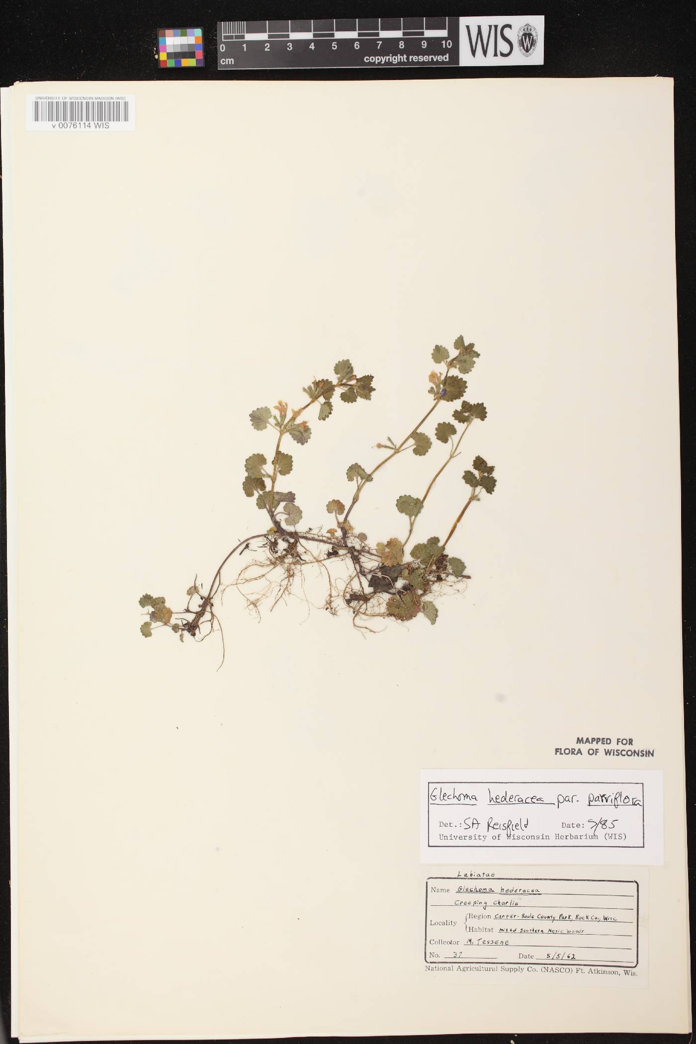 Glechoma hederacea image