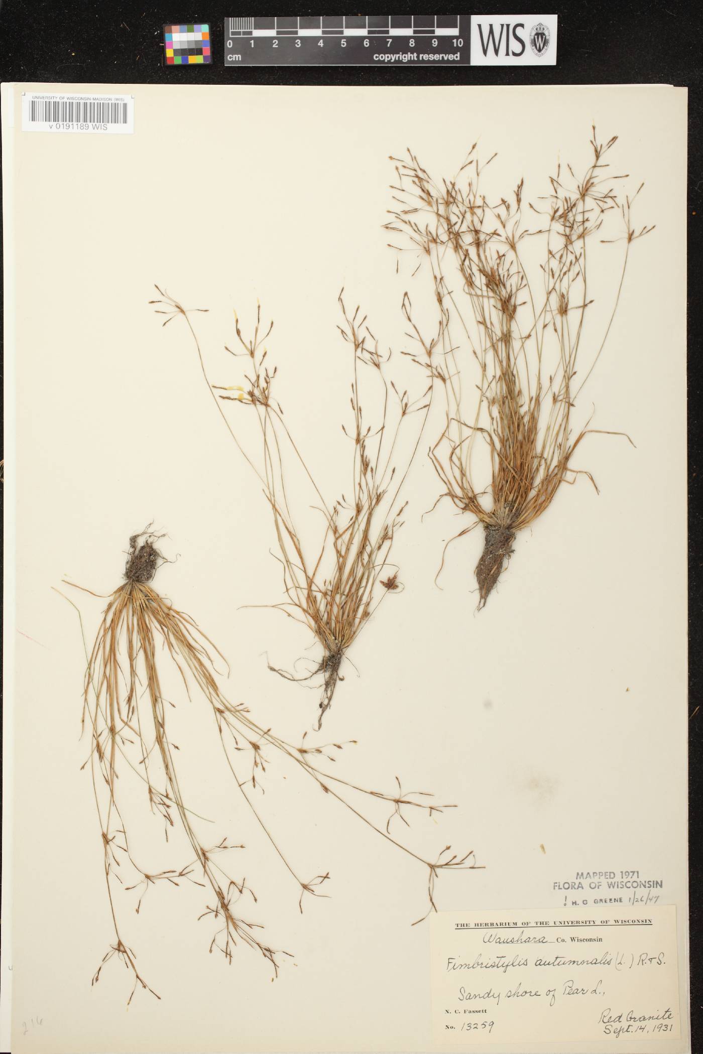 Fimbristylis autumnalis image