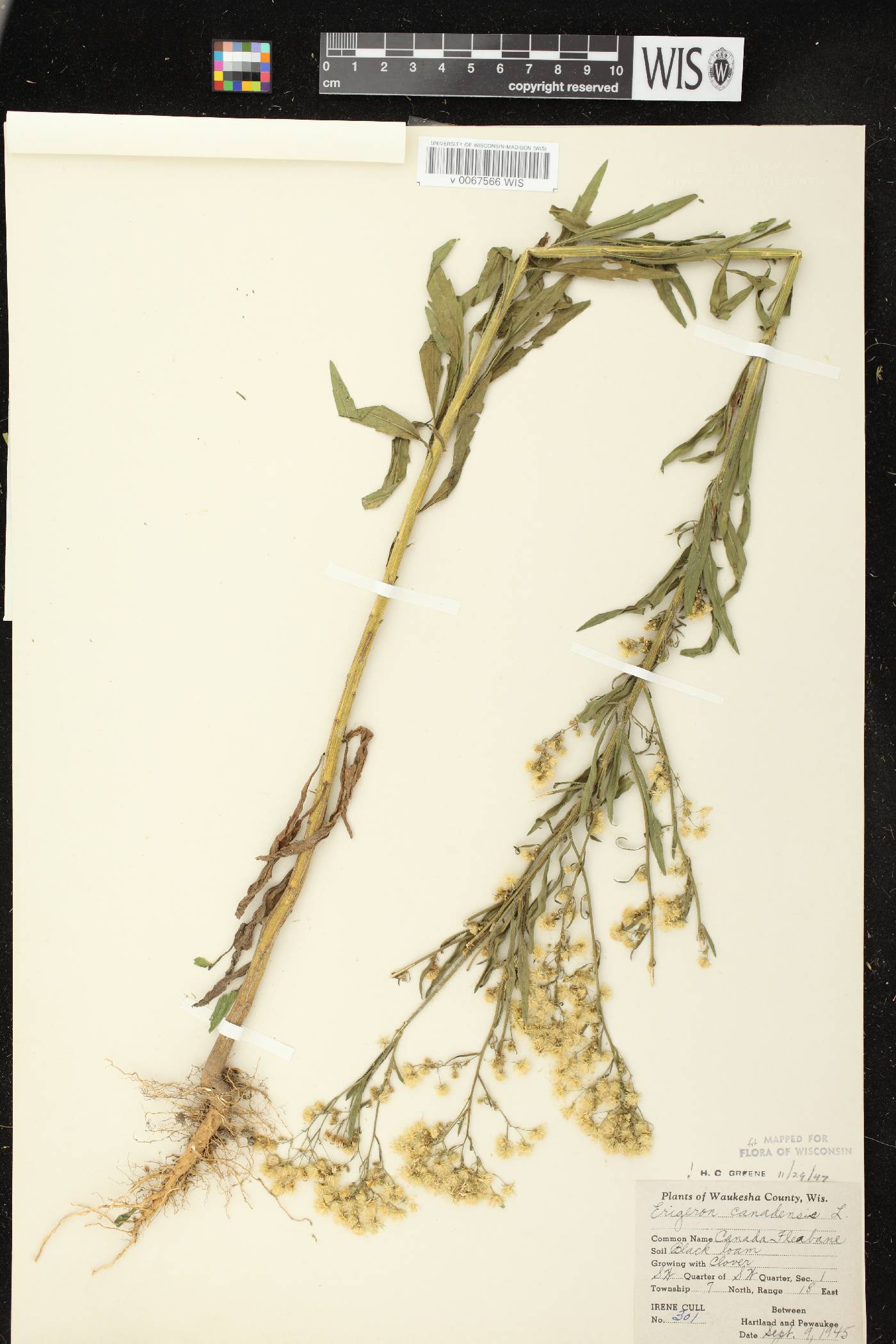 Conyza canadensis image