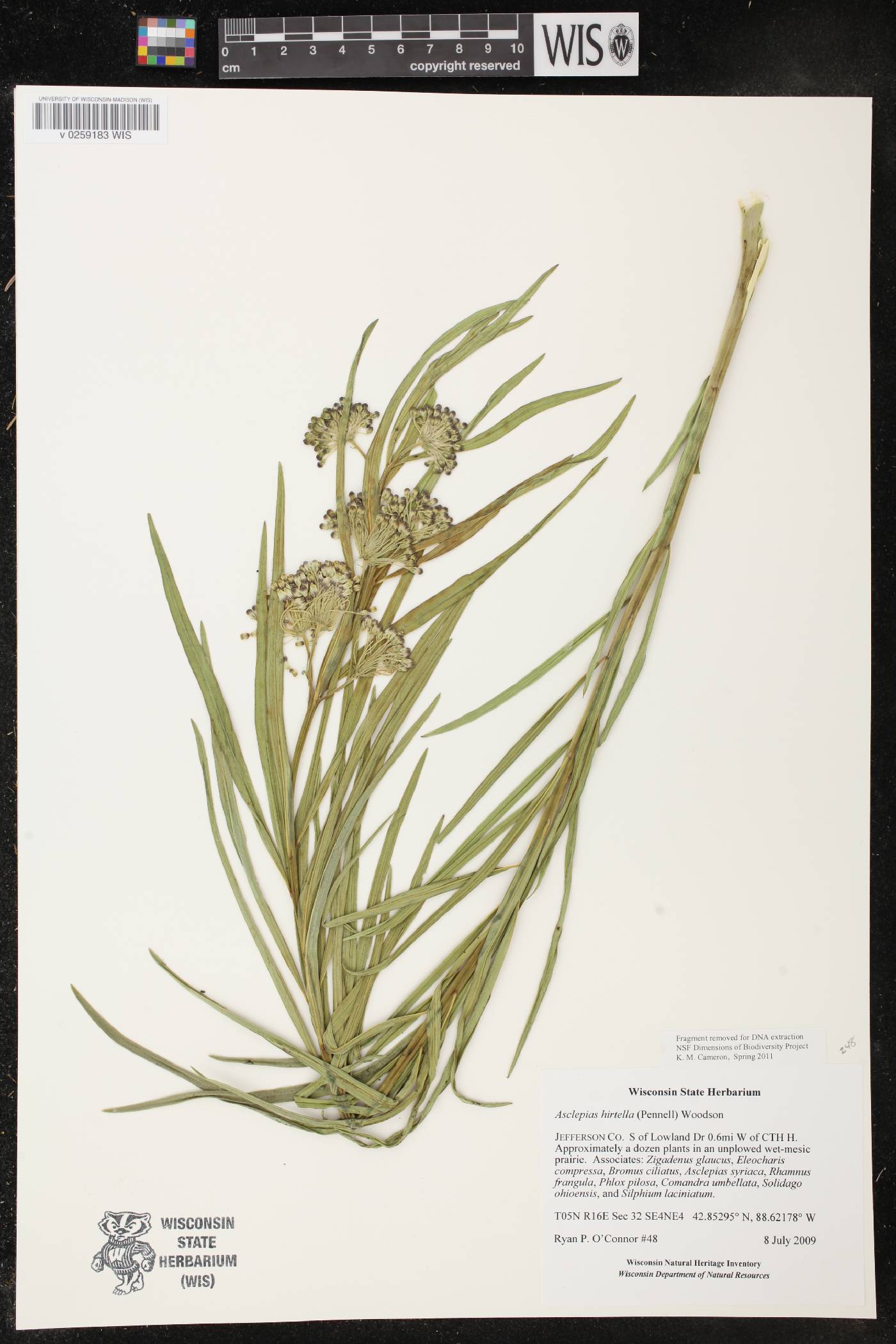 Asclepias hirtella image