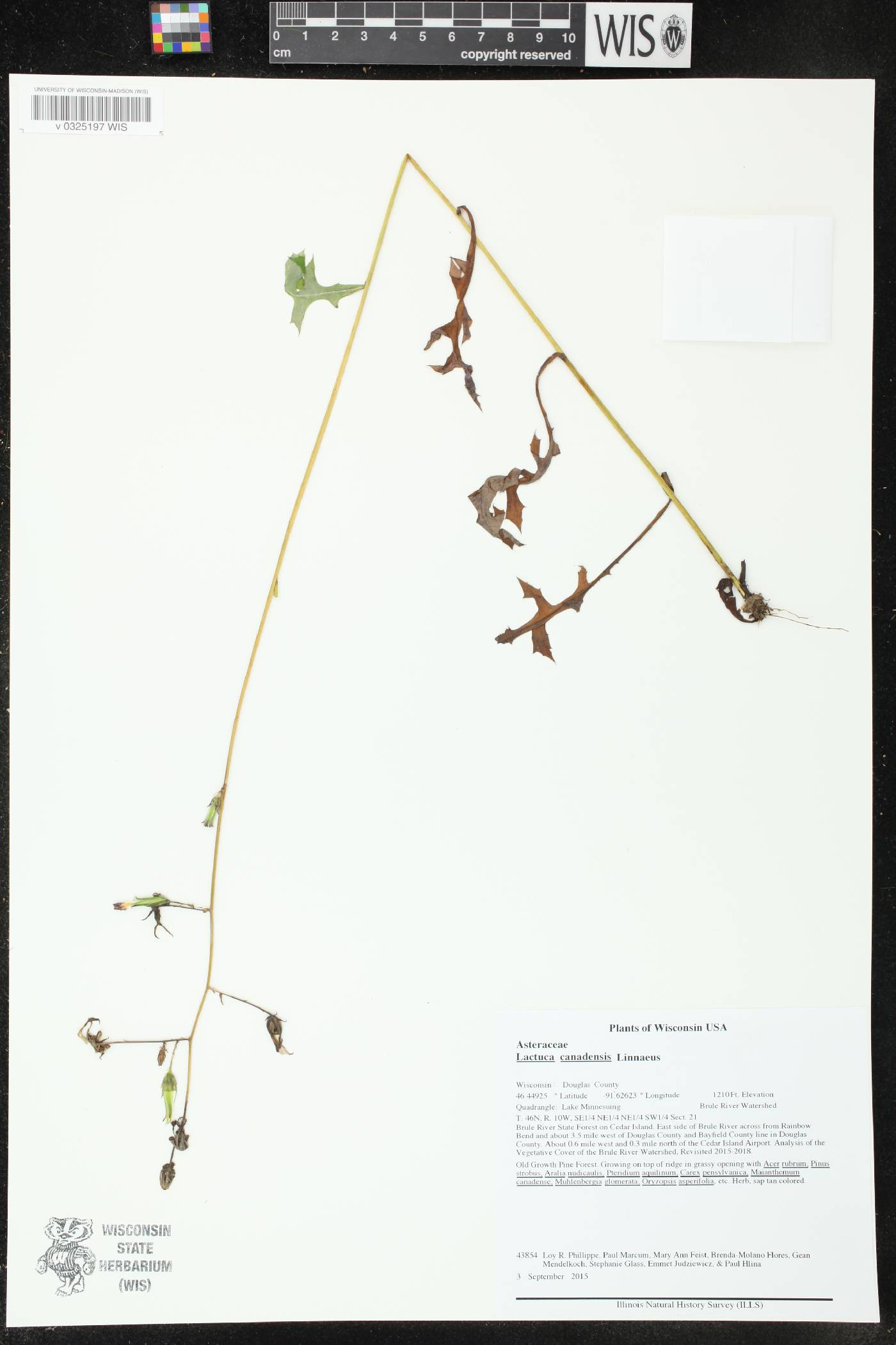 Lactuca canadensis image