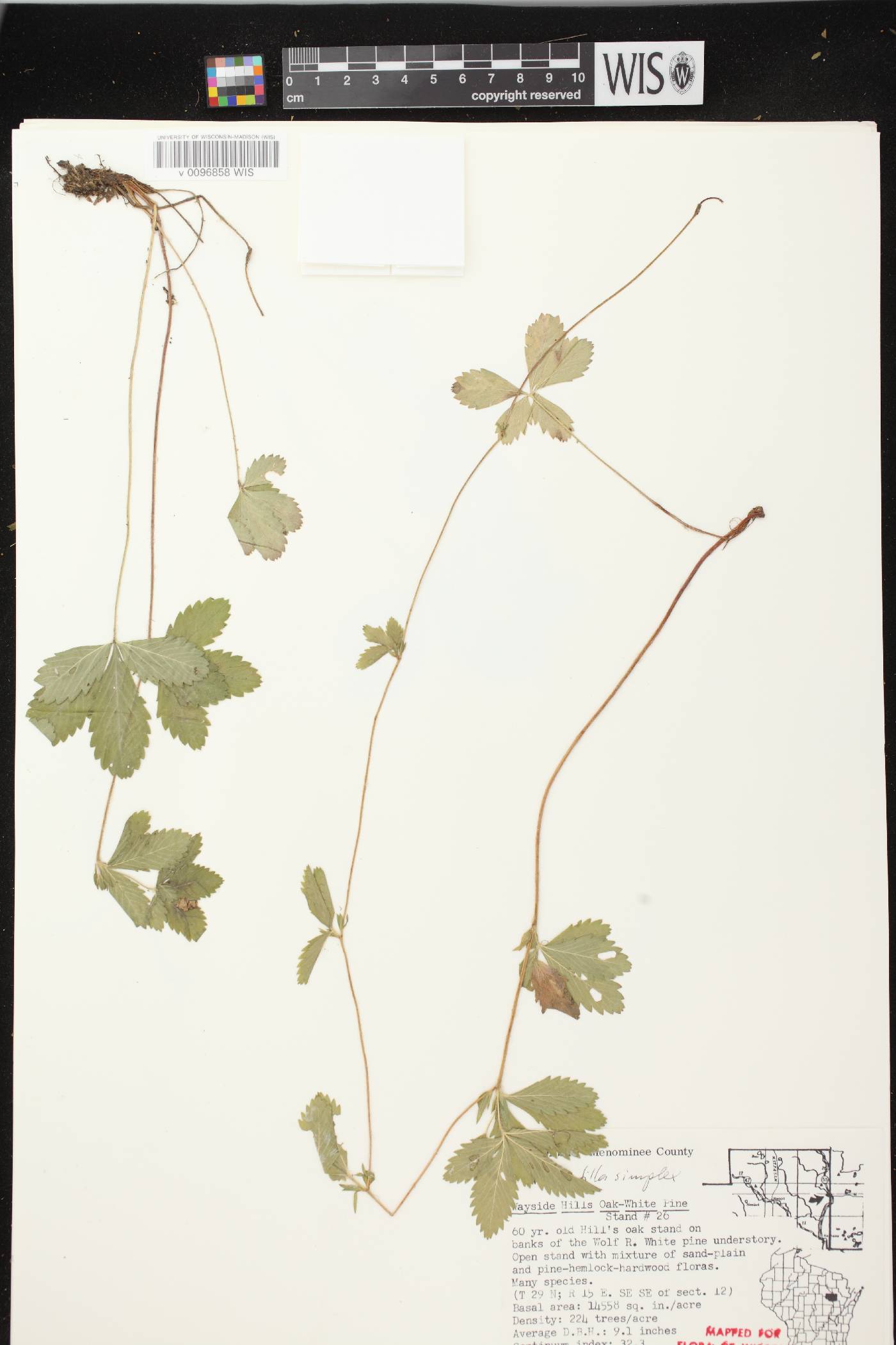 Potentilla simplex image