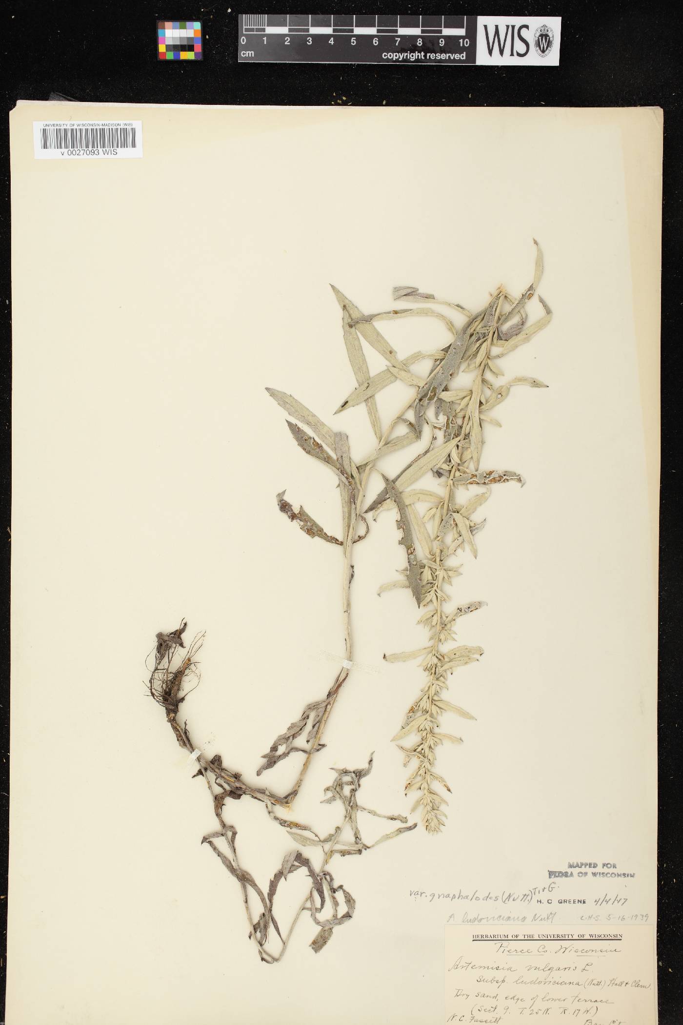 Artemisia ludoviciana image