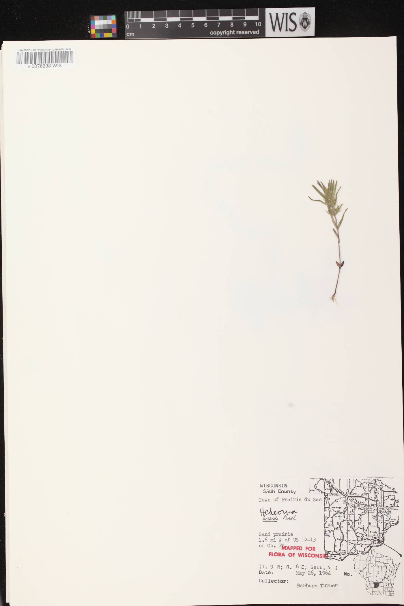 Hedeoma hispida image