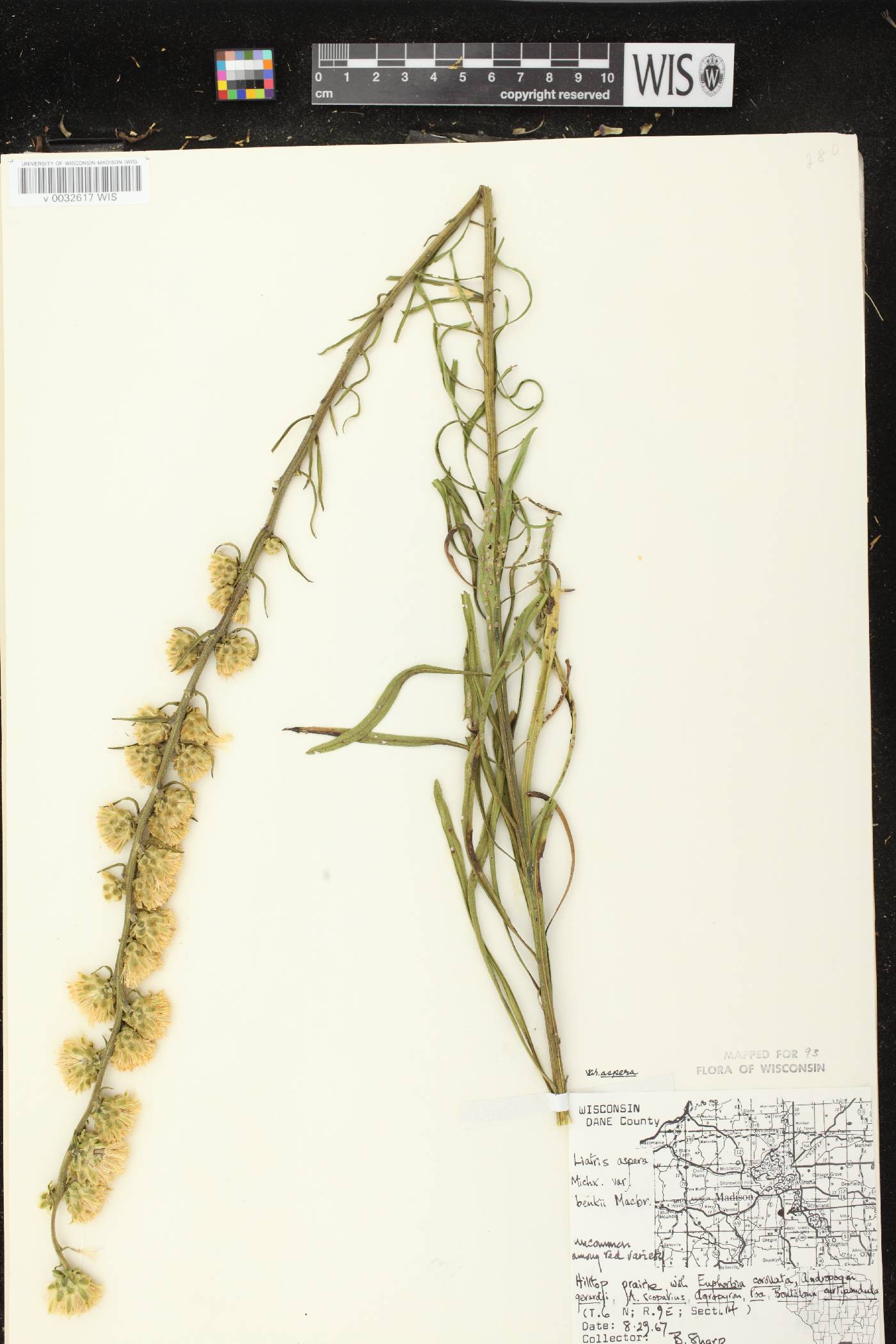 Liatris aspera image
