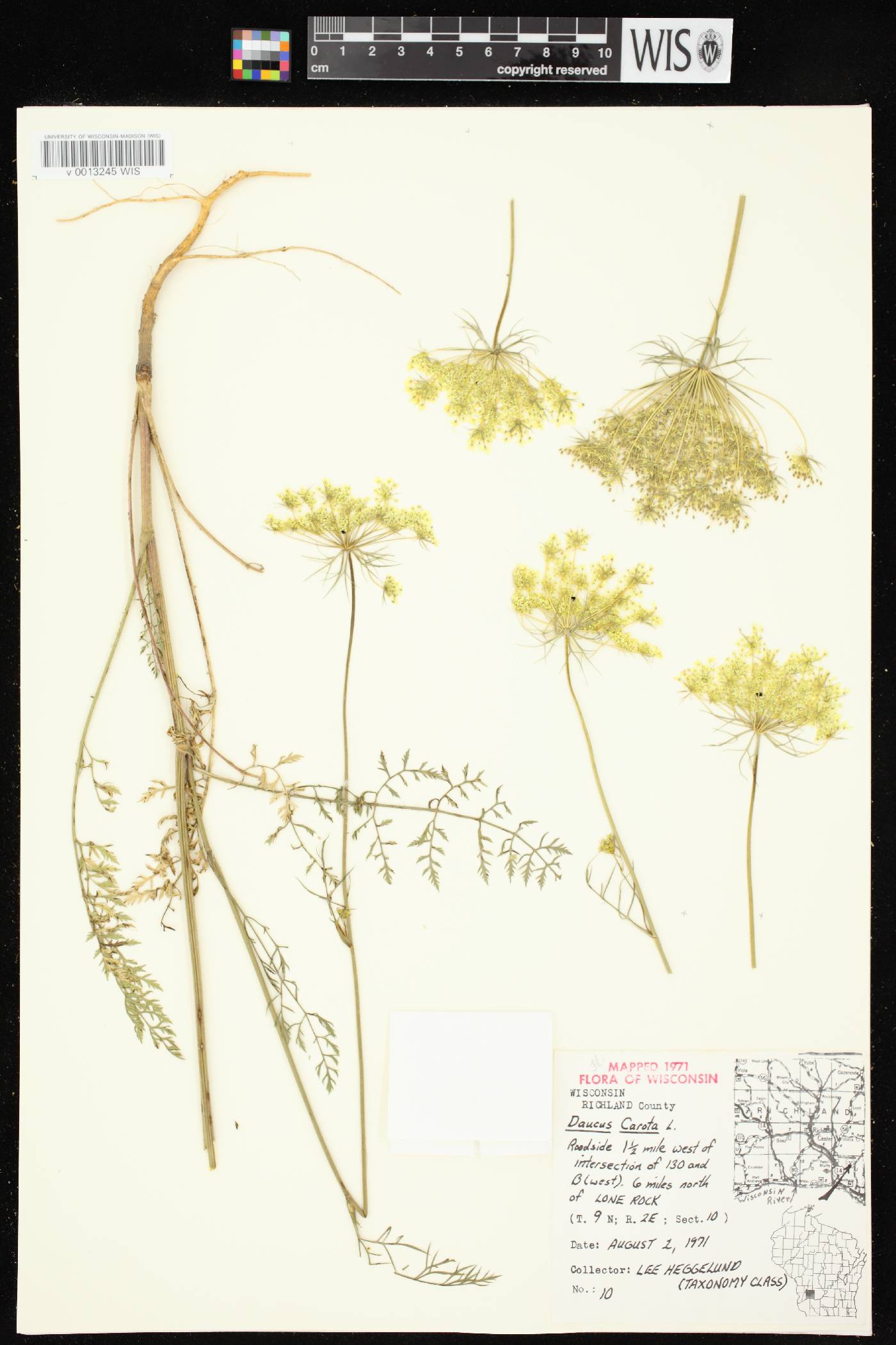 Daucus carota image
