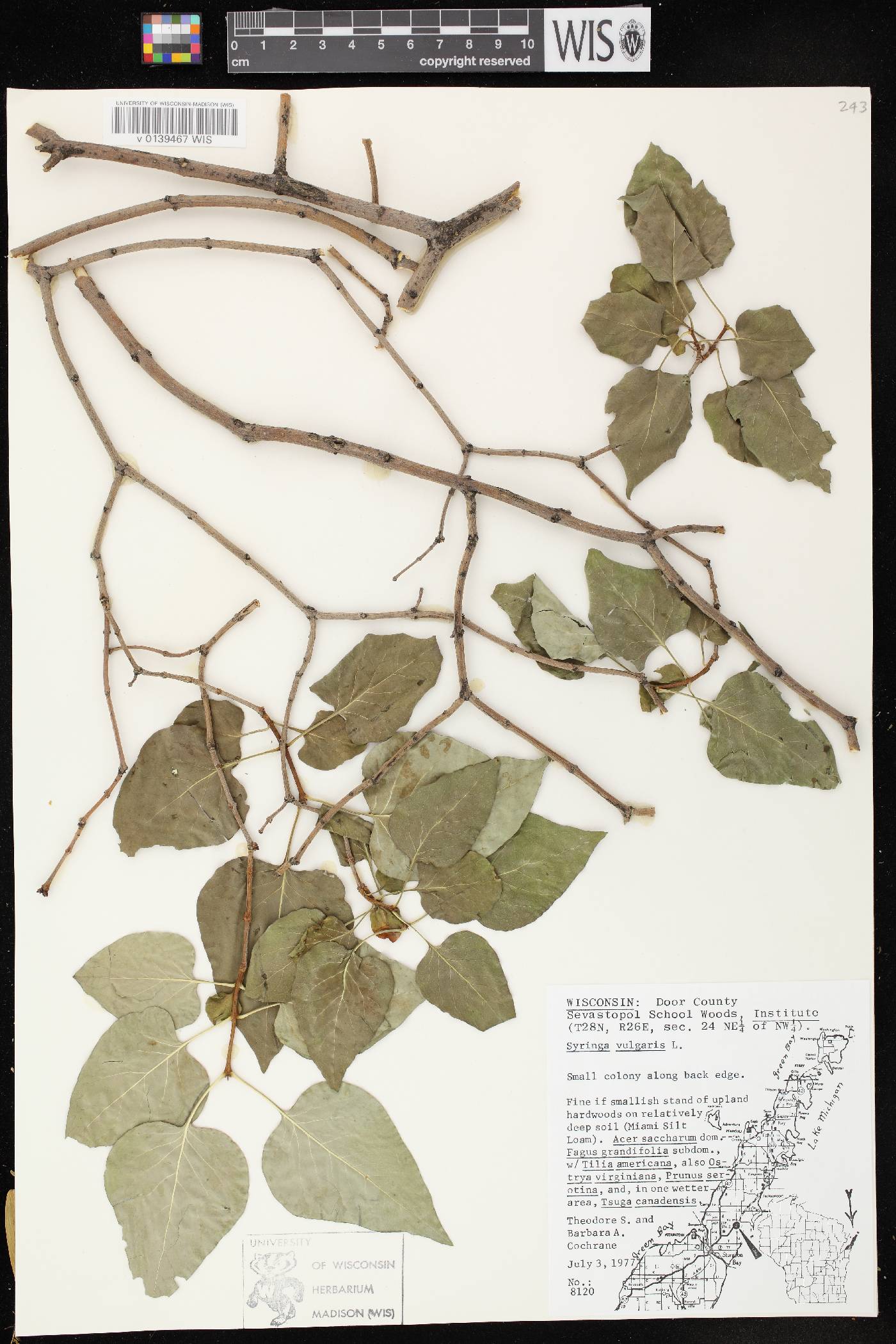 Syringa vulgaris image