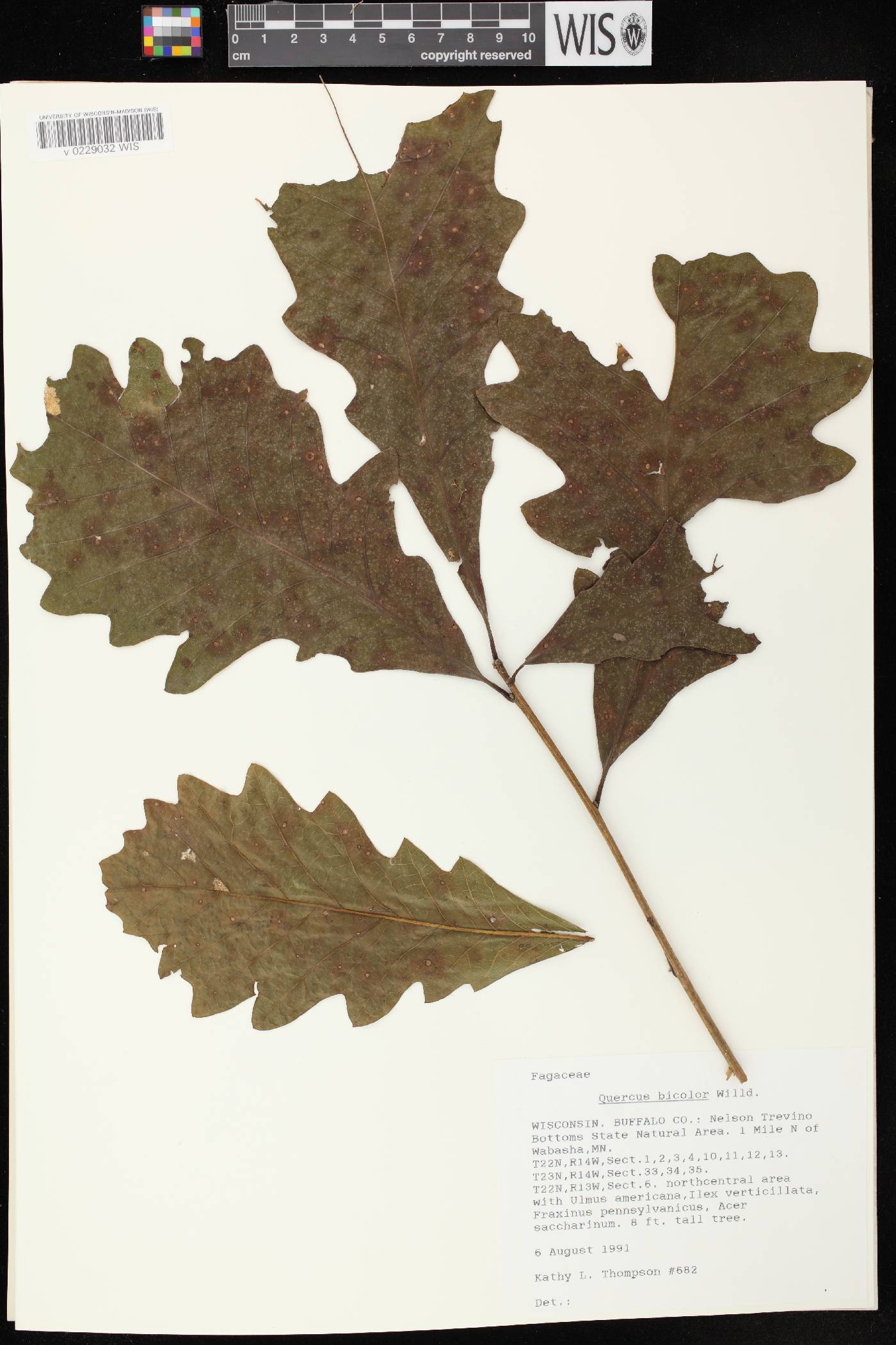 Quercus bicolor image