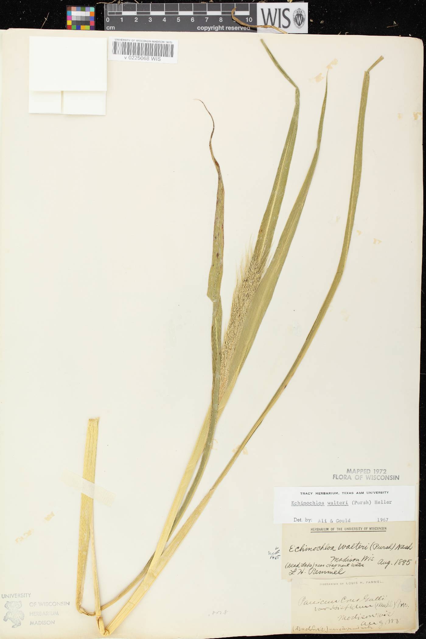 Echinochloa walteri image