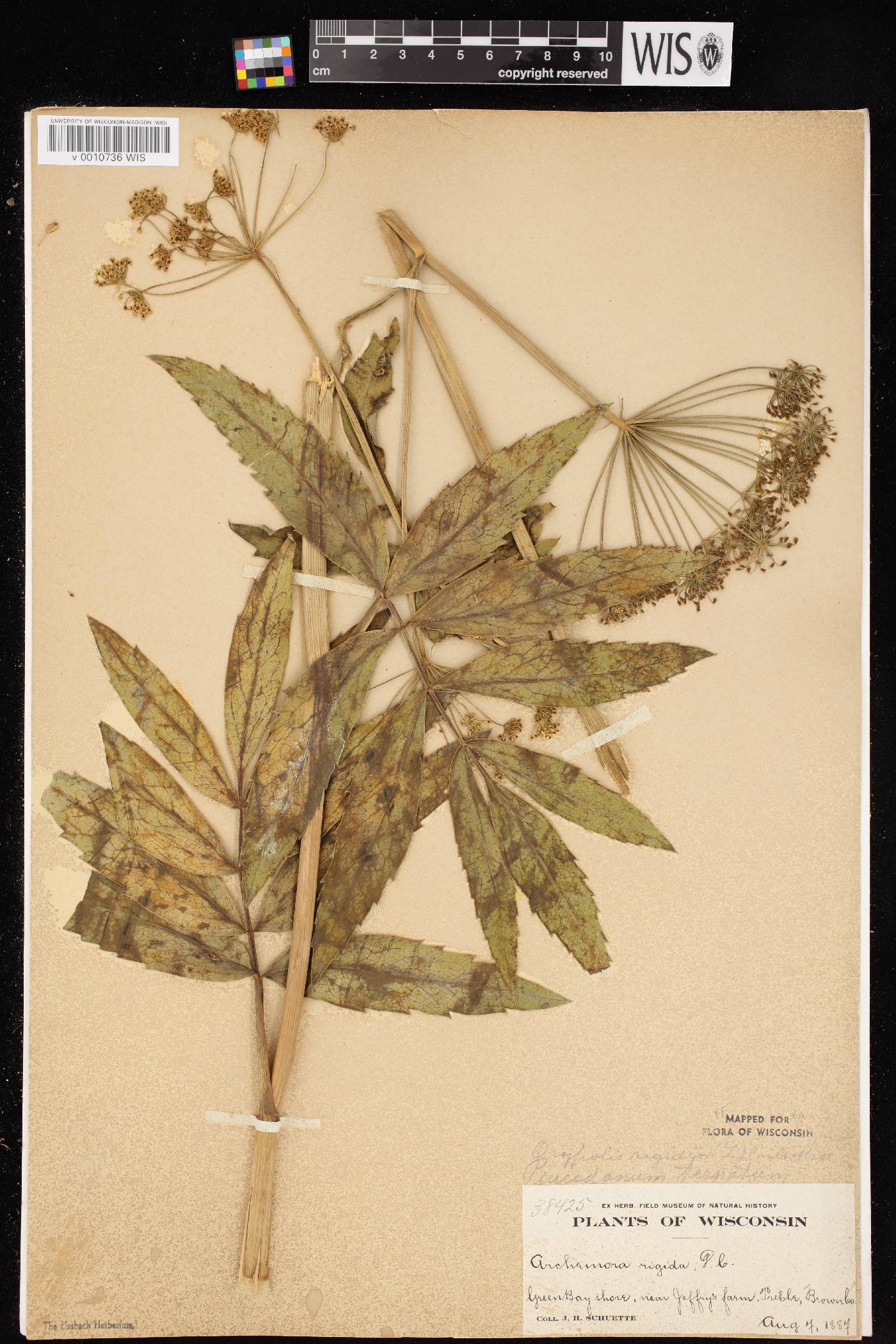 Oxypolis rigidior image