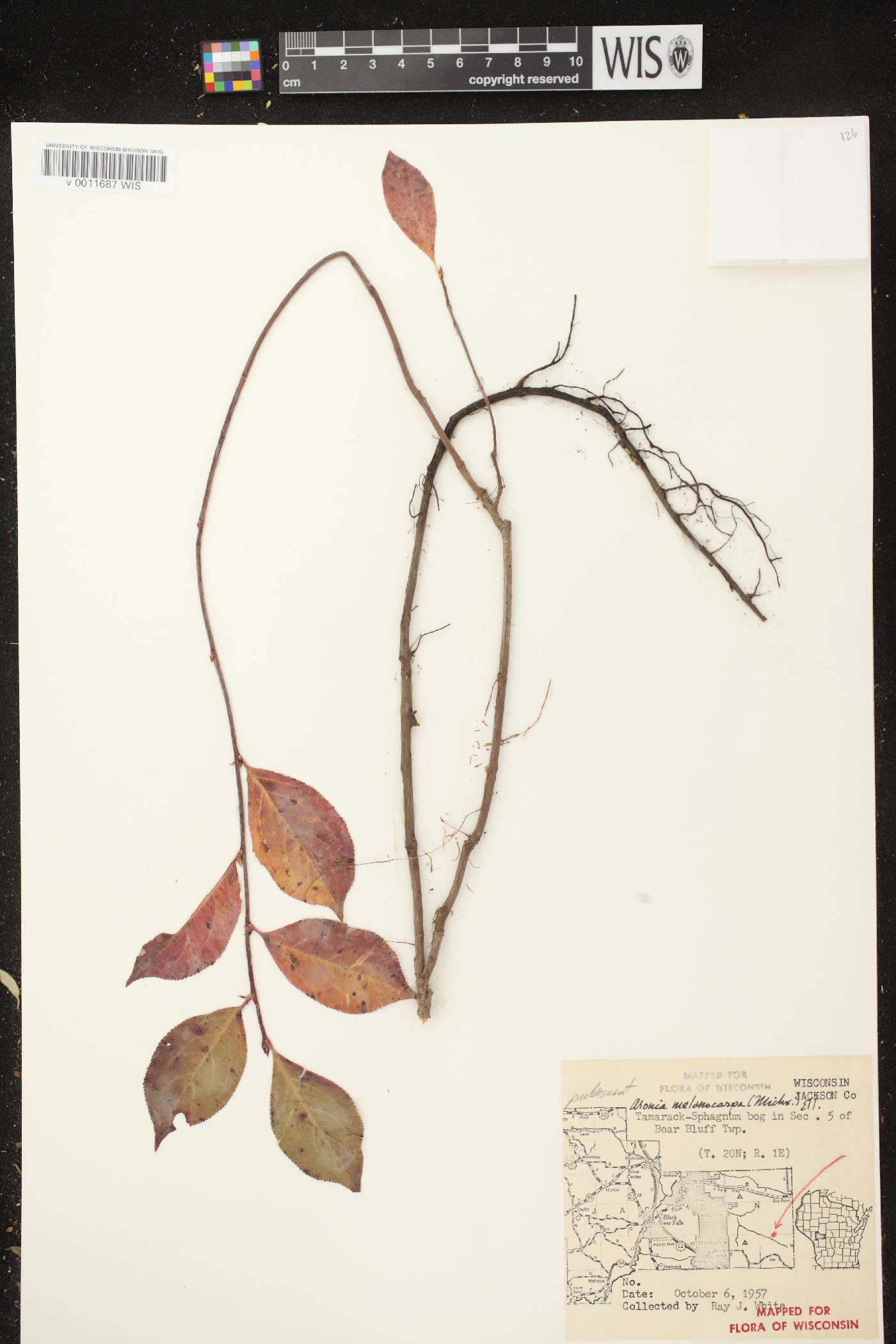 Aronia x prunifolia image
