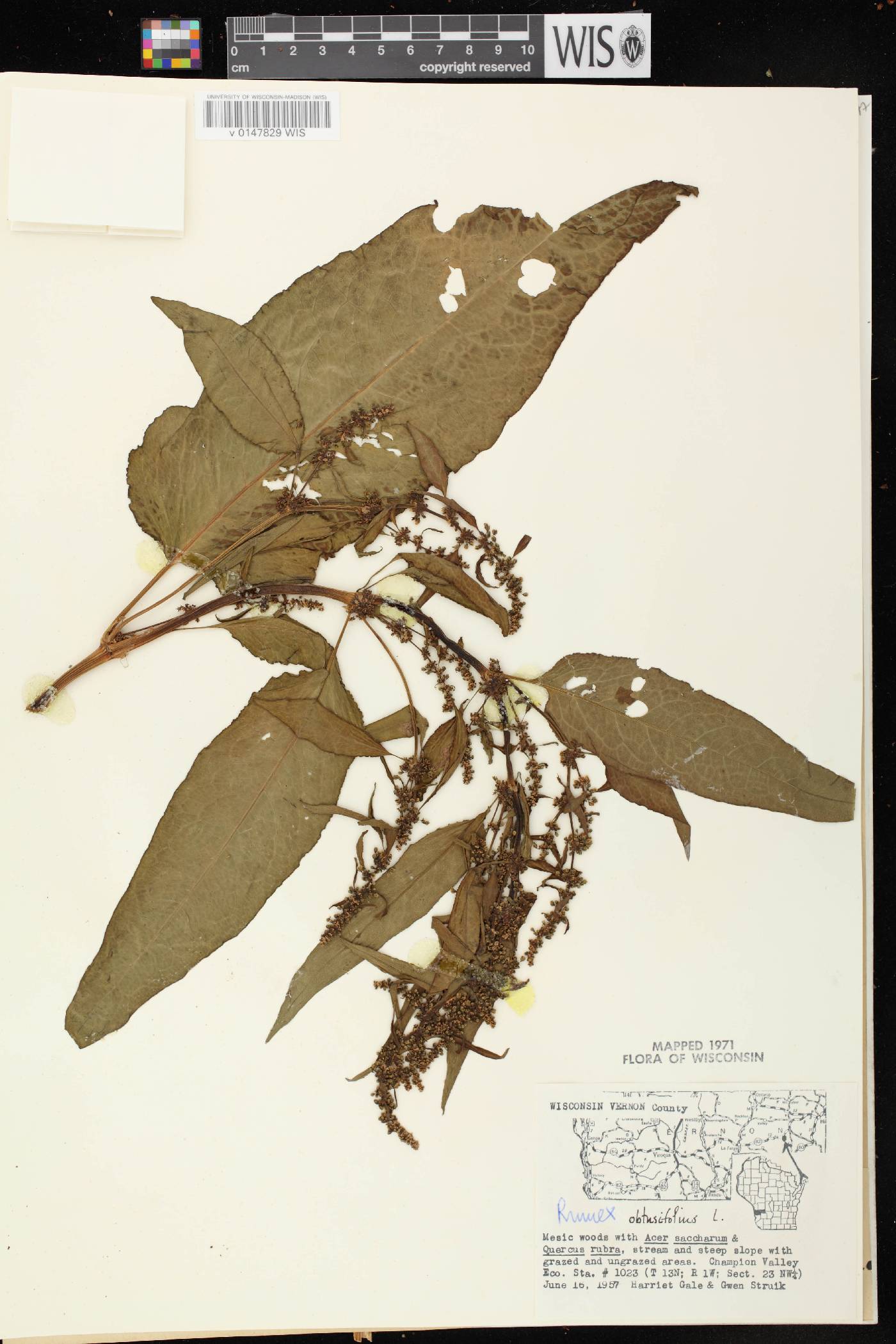 Rumex obtusifolius image