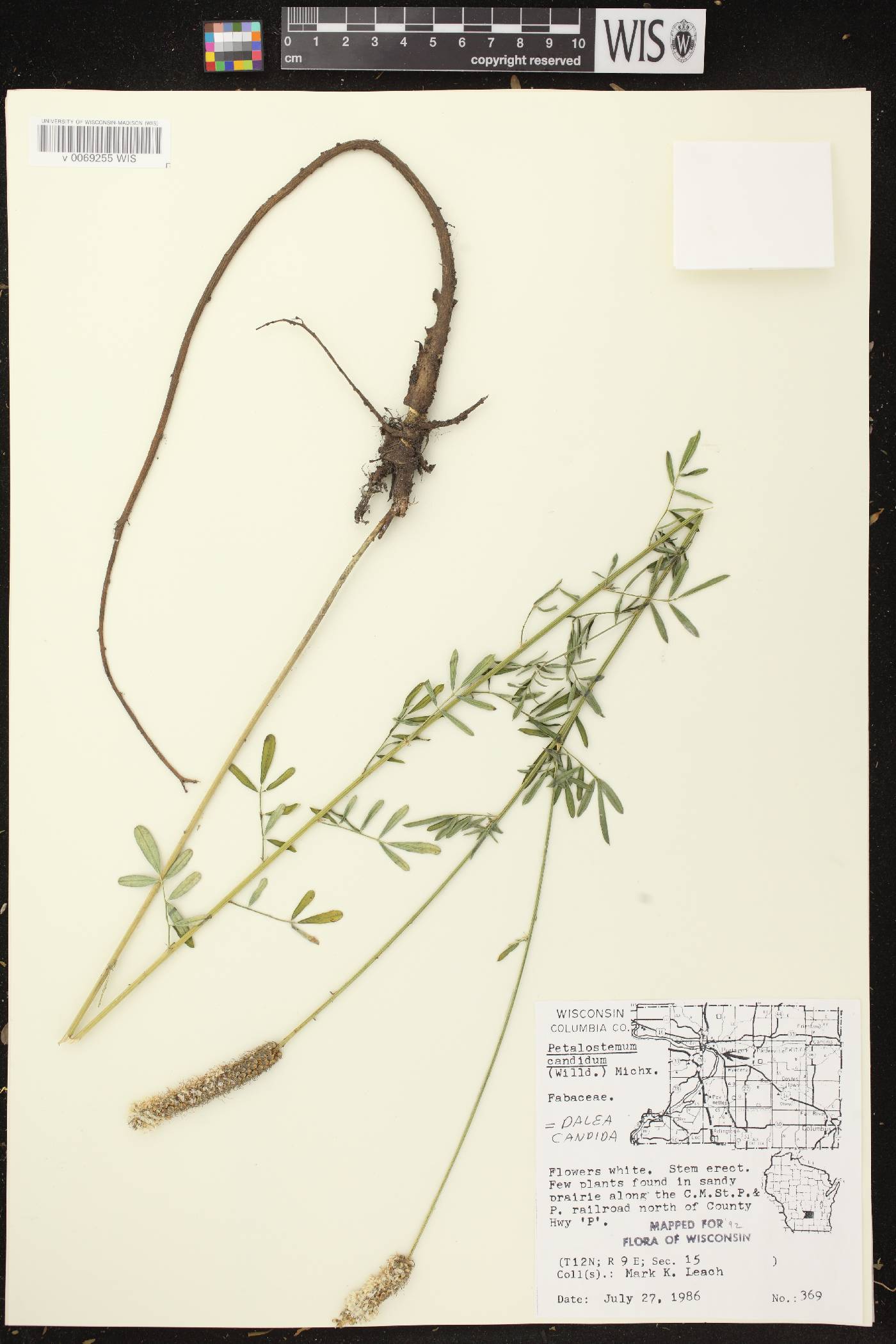 Dalea candida image