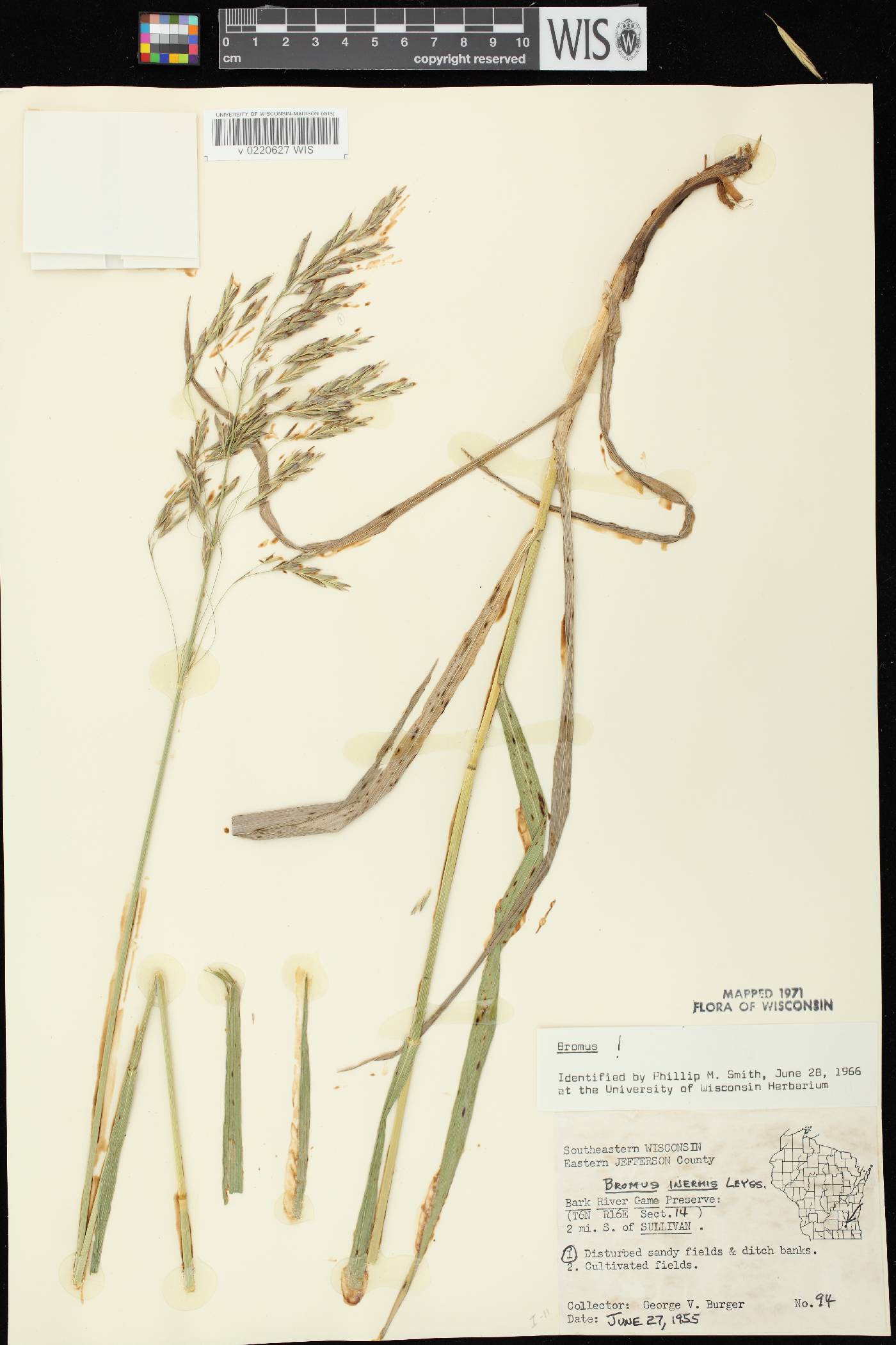 Bromus inermis image