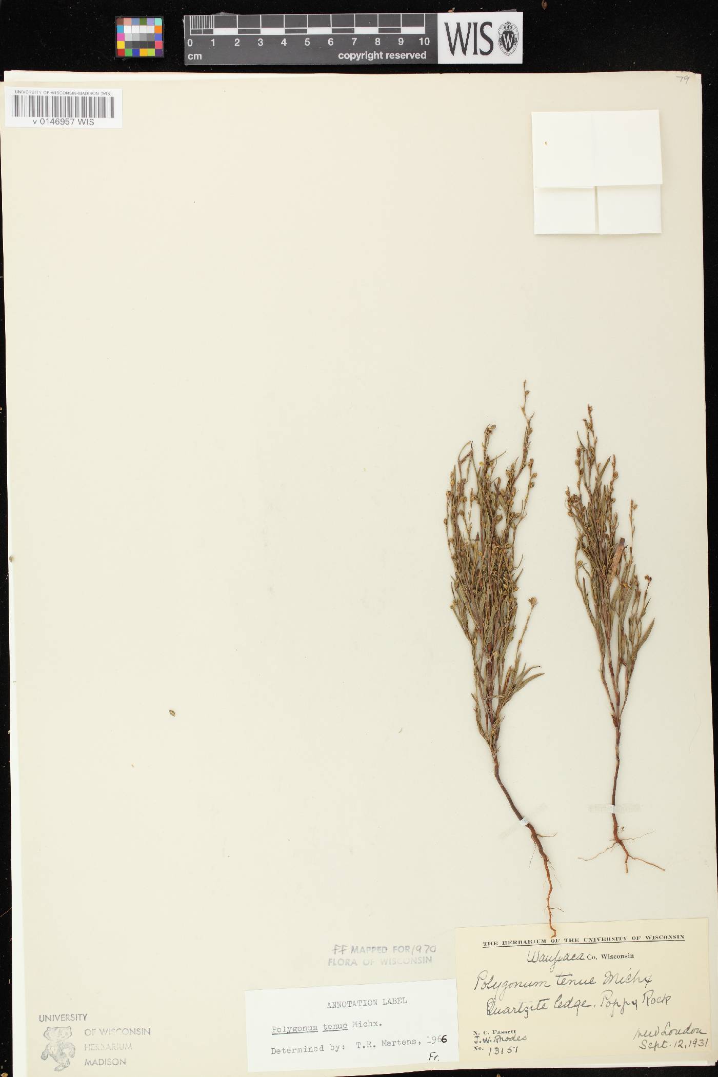 Polygonum tenue image