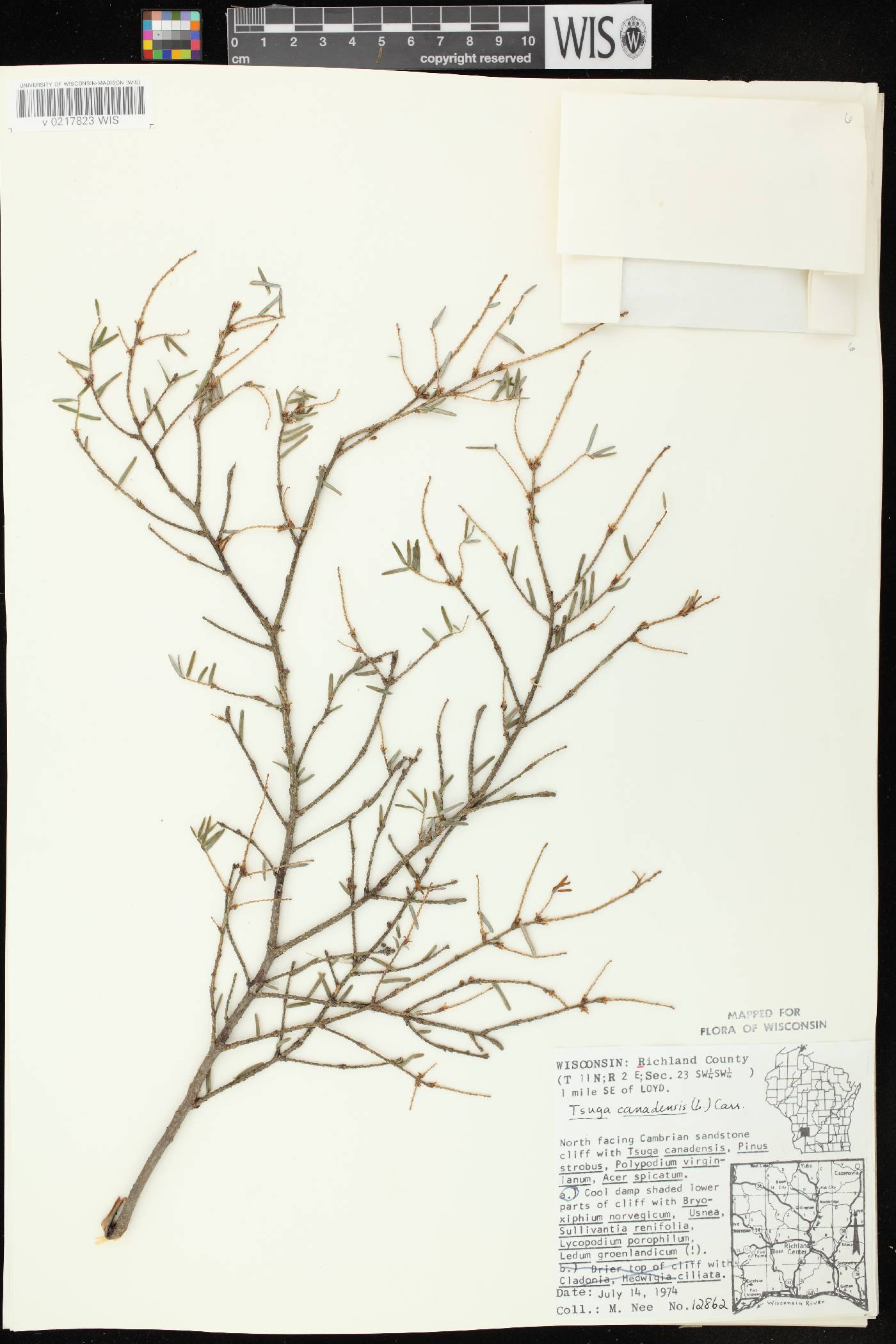 Tsuga canadensis image