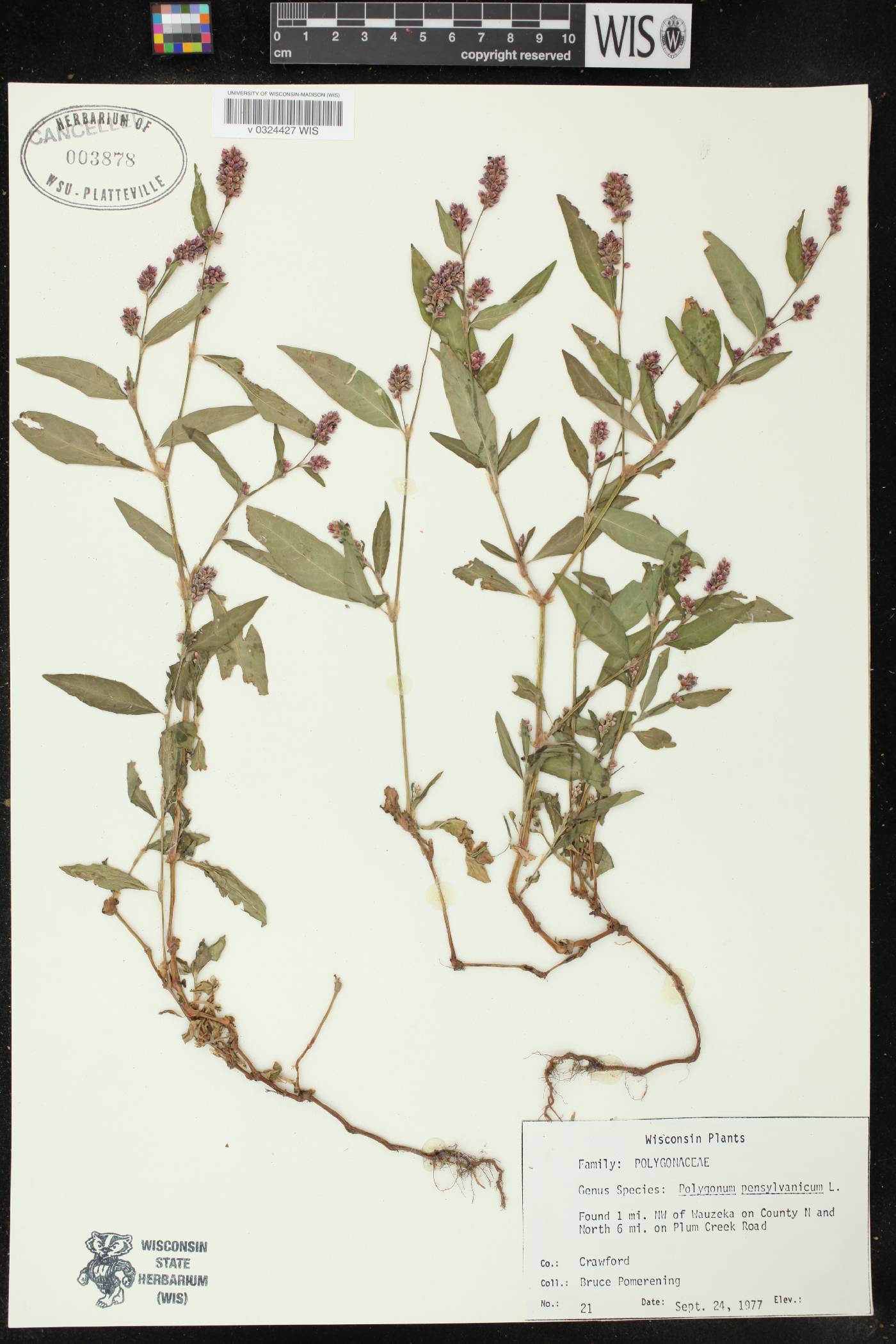 Persicaria pensylvanica image