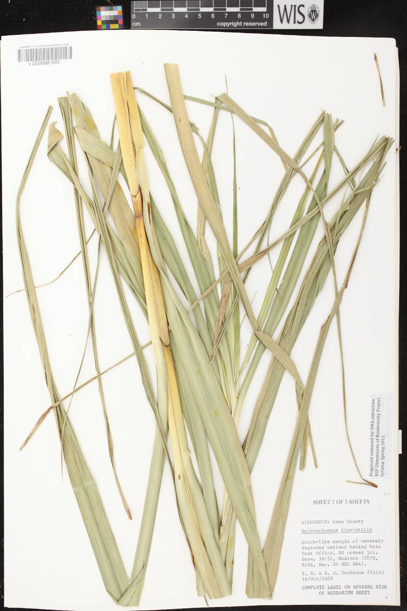 Bolboschoenus fluviatilis image