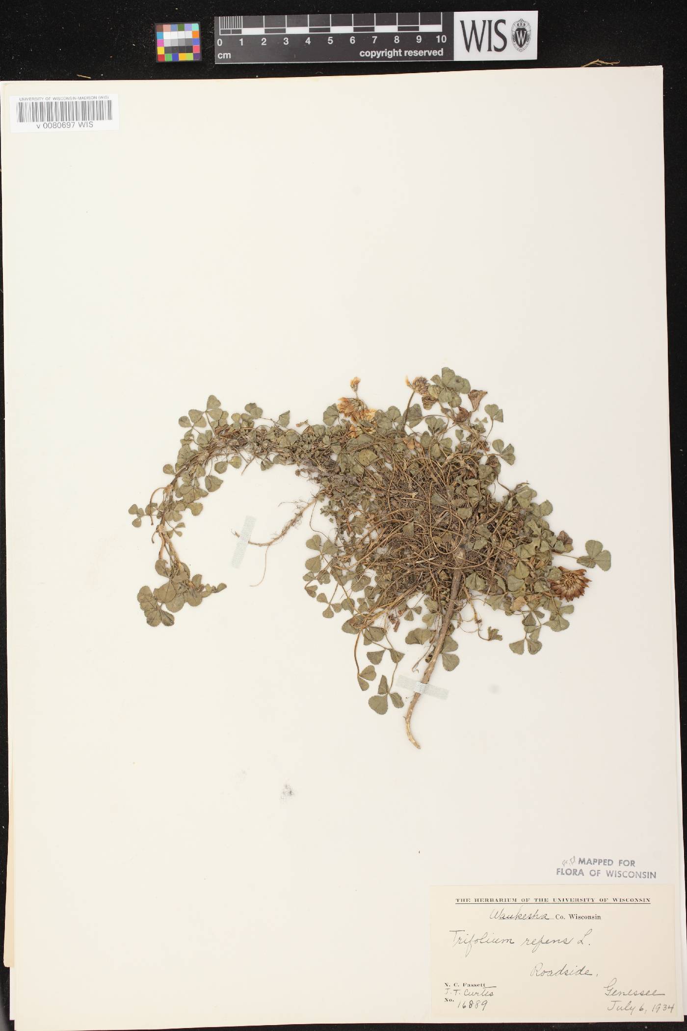 Trifolium repens image