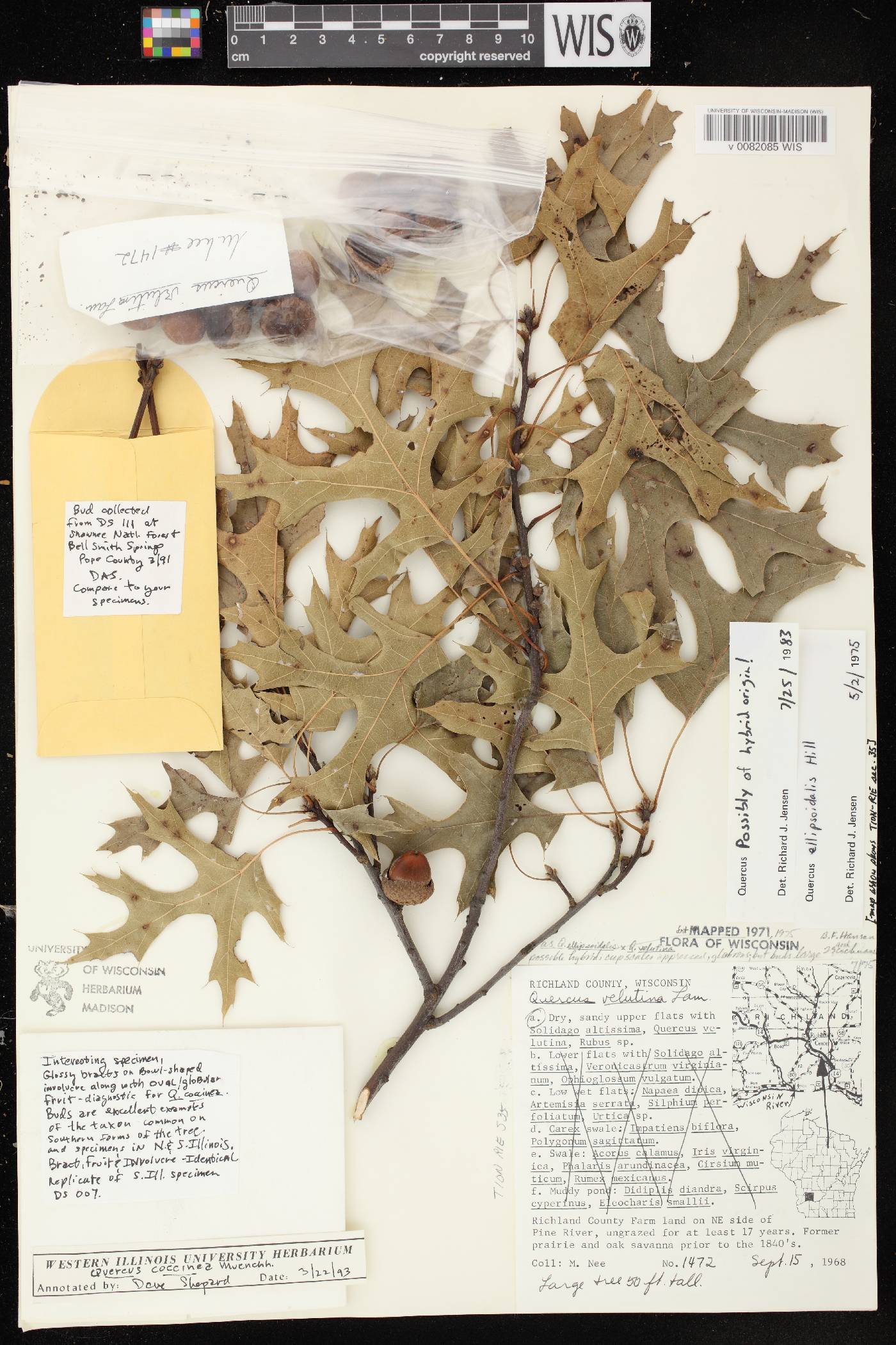 Quercus x palaeolithicola image