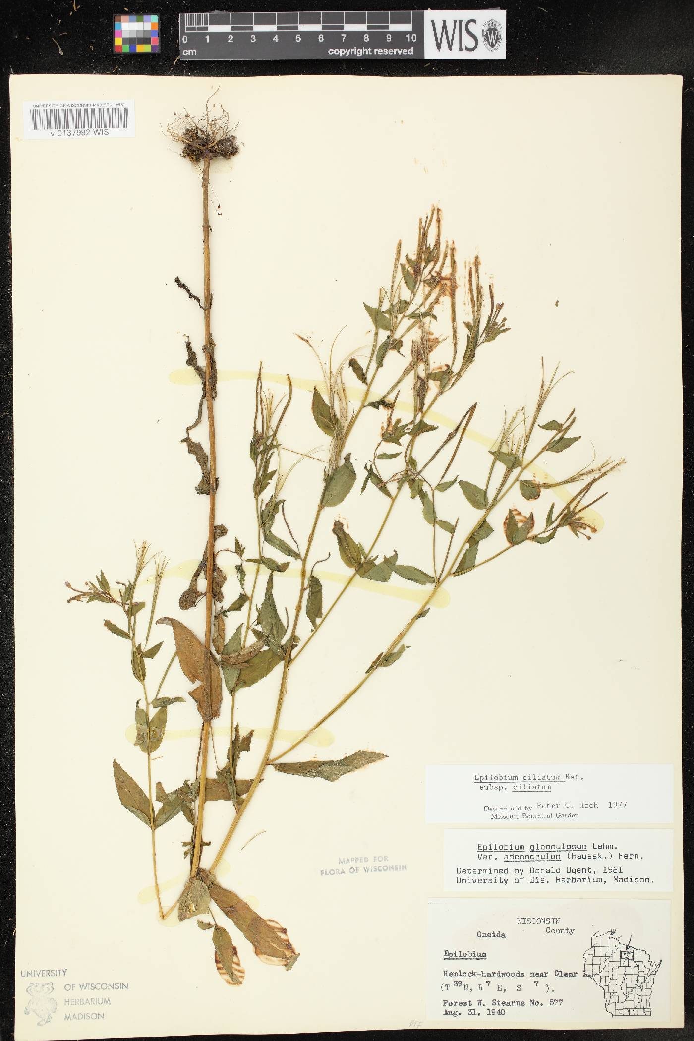 Epilobium ciliatum subsp. ciliatum image