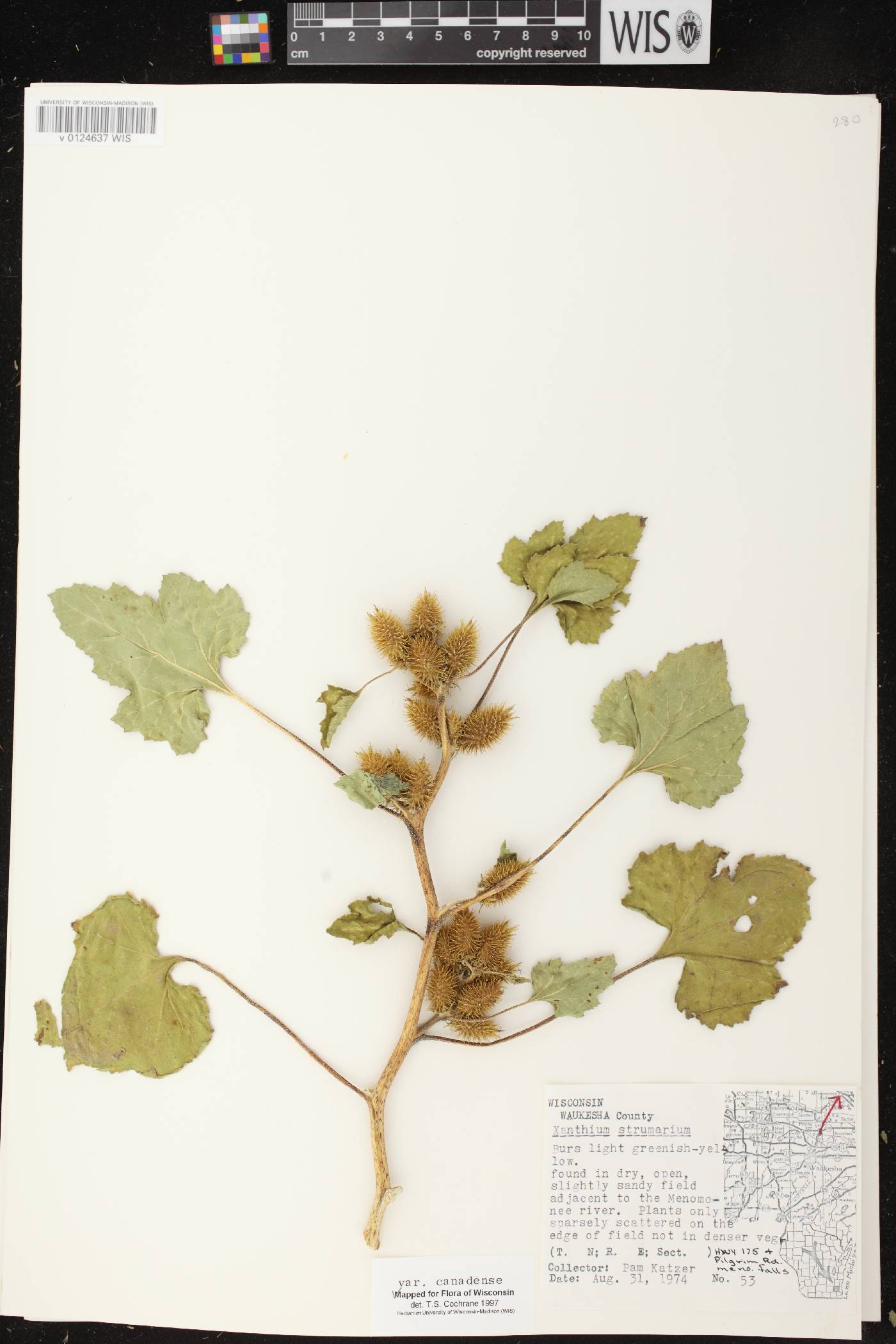 Xanthium strumarium image