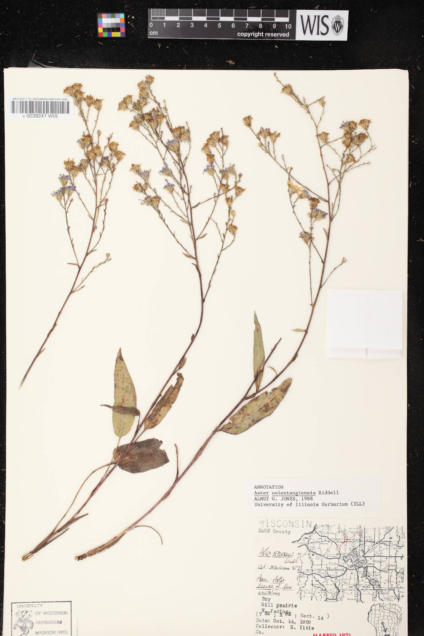 Symphyotrichum oolentangiense image