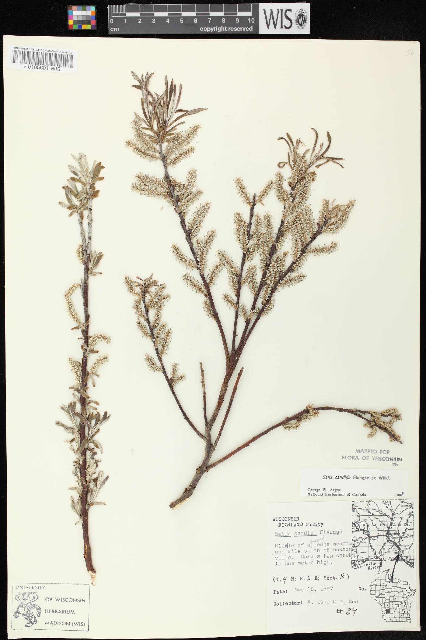 Salix candida image
