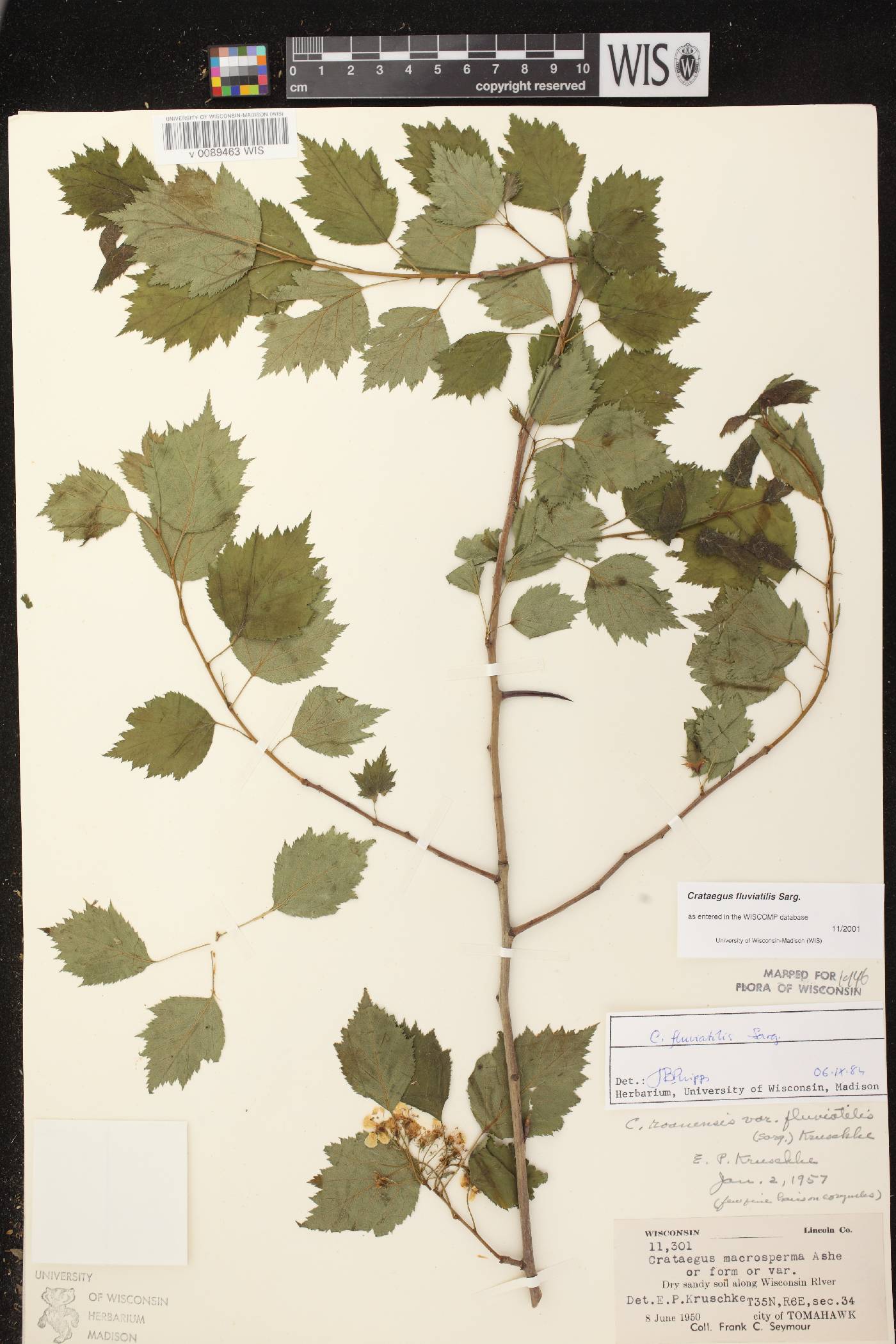 Crataegus fluviatilis image